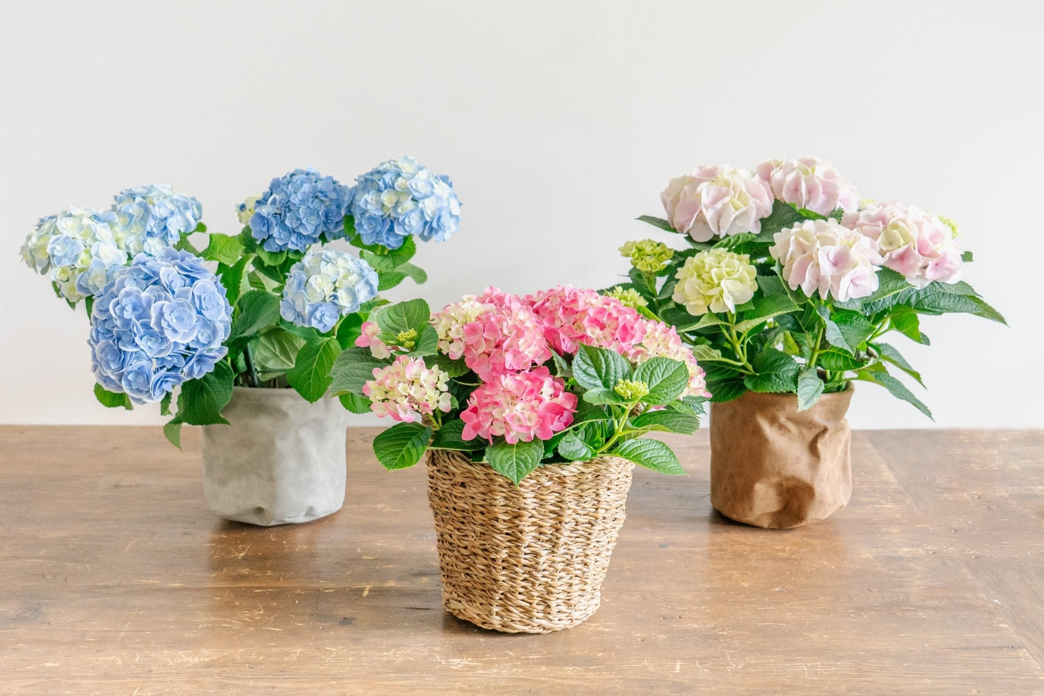 遅れてごめんね」母の日ギフトならFlower&Plants tette │ 「手から手