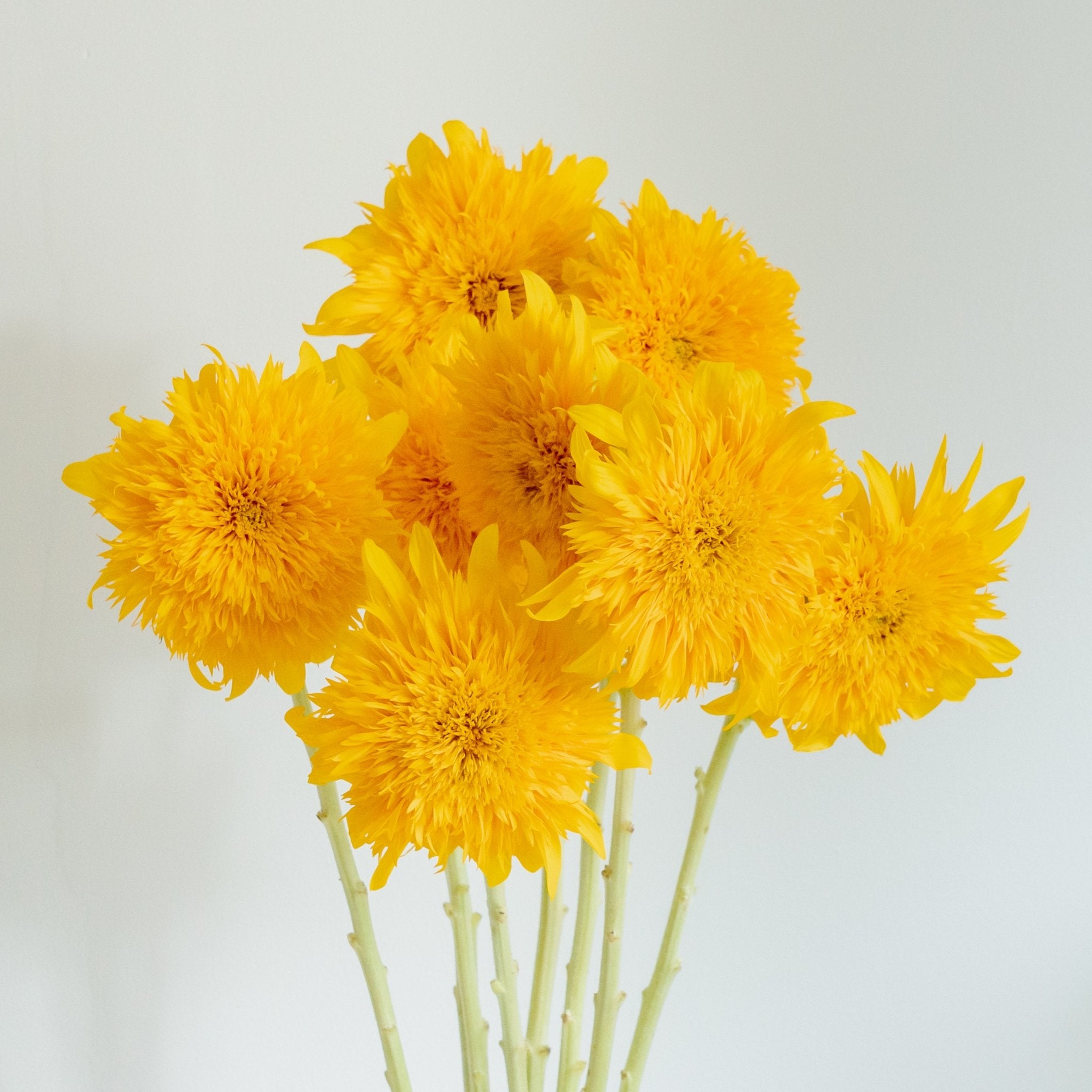 【数量限定】ひまわりおまかせ10本セットをオーダーするならFlower&Plants tette │ 「手から手へ、想いを運ぶフラワーショップ」【板橋駅徒歩4分】【熟練フローリスト夫婦が運営】【最短2営業日で発送】【24時間365日注文OK】【ギフトは3300円〜】フラワーギフトを手から手へ、想いを込めたブーケやアレンジメントで大切な人に感謝と愛情を。シーンや用途に合わせて選びやすい豊富な種