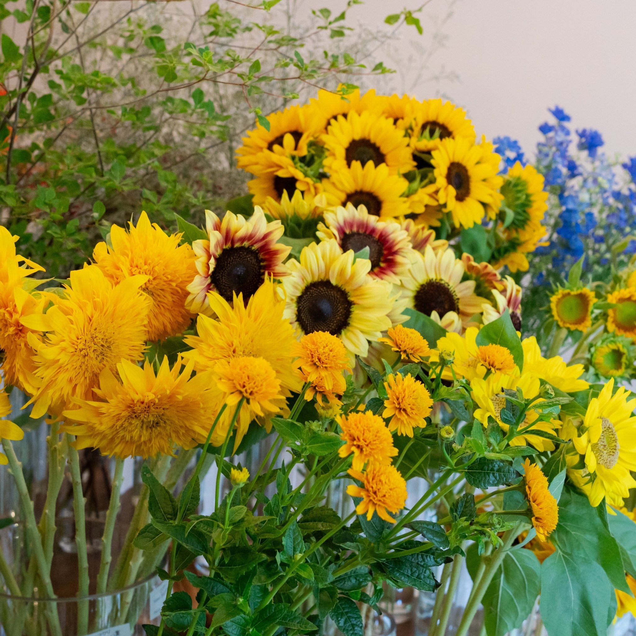 【数量限定】ひまわりおまかせ10本セットをオーダーするならFlower&Plants tette │ 「手から手へ、想いを運ぶフラワーショップ」【板橋駅徒歩4分】【熟練フローリスト夫婦が運営】【最短2営業日で発送】【24時間365日注文OK】【ギフトは3300円〜】フラワーギフトを手から手へ、想いを込めたブーケやアレンジメントで大切な人に感謝と愛情を。シーンや用途に合わせて選びやすい豊富な種