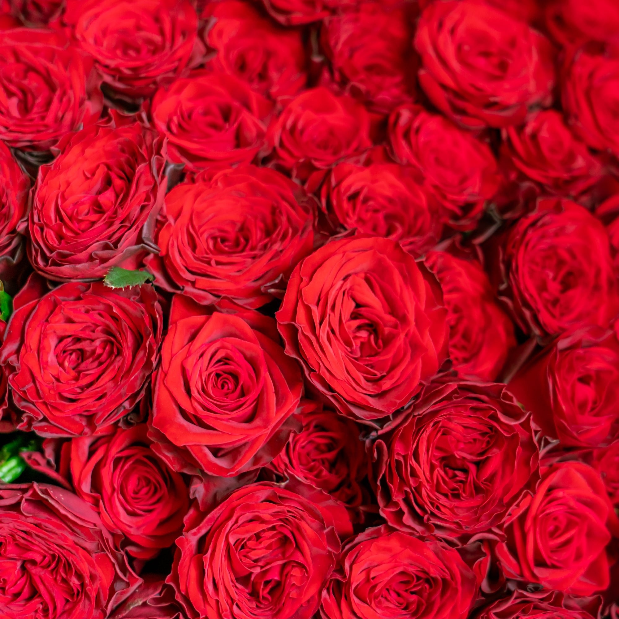 赤バラブーケ 108本をオーダーするならFlower&Plants tette │ 「手から手へ、想いを運ぶフラワーショップ」【板橋駅徒歩4分】【熟練フローリスト夫婦が運営】【最短2営業日で発送】【24時間365日注文OK】【ギフトは3300円〜】フラワーギフトを手から手へ、想いを込めたブーケやアレンジメントで大切な人に感謝と愛情を。シーンや用途に合わせて選びやすい豊富な種