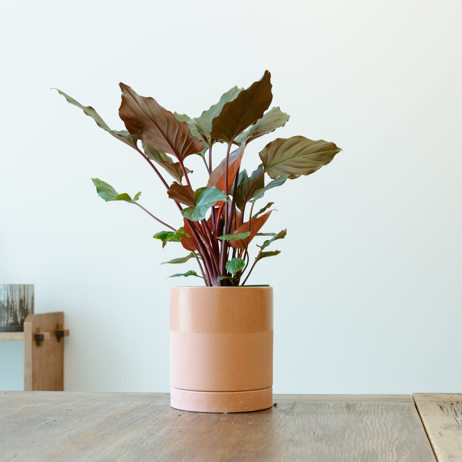 鉢カバー エドラ16PをオーダーするならFlower&Plants tette │ 「手から手へ、想いを運ぶフラワーショップ」【板橋駅徒歩4分】【熟練フローリスト夫婦が運営】【最短2営業日で発送】【24時間365日注文OK】【ギフトは3300円〜】フラワーギフトを手から手へ、想いを込めたブーケやアレンジメントで大切な人に感謝と愛情を。シーンや用途に合わせて選びやすい豊富な種