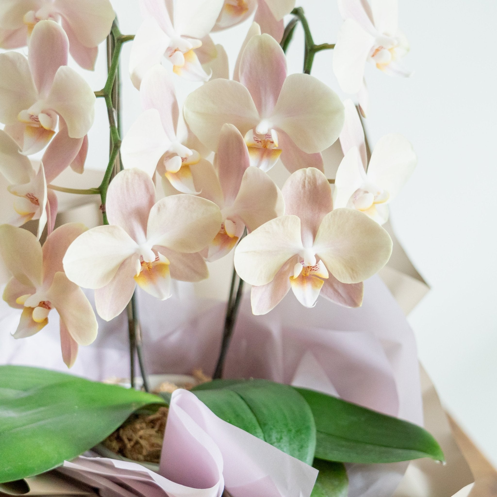 ミニ胡蝶蘭 白2本立ちをオーダーするならFlower&Plants tette │ 「手から手へ、想いを運ぶフラワーショップ」【板橋駅徒歩4分】【熟練フローリスト夫婦が運営】【最短2営業日で発送】【24時間365日注文OK】【ギフトは3300円〜】フラワーギフトを手から手へ、想いを込めたブーケやアレンジメントで大切な人に感謝と愛情を。シーンや用途に合わせて選びやすい豊富な種