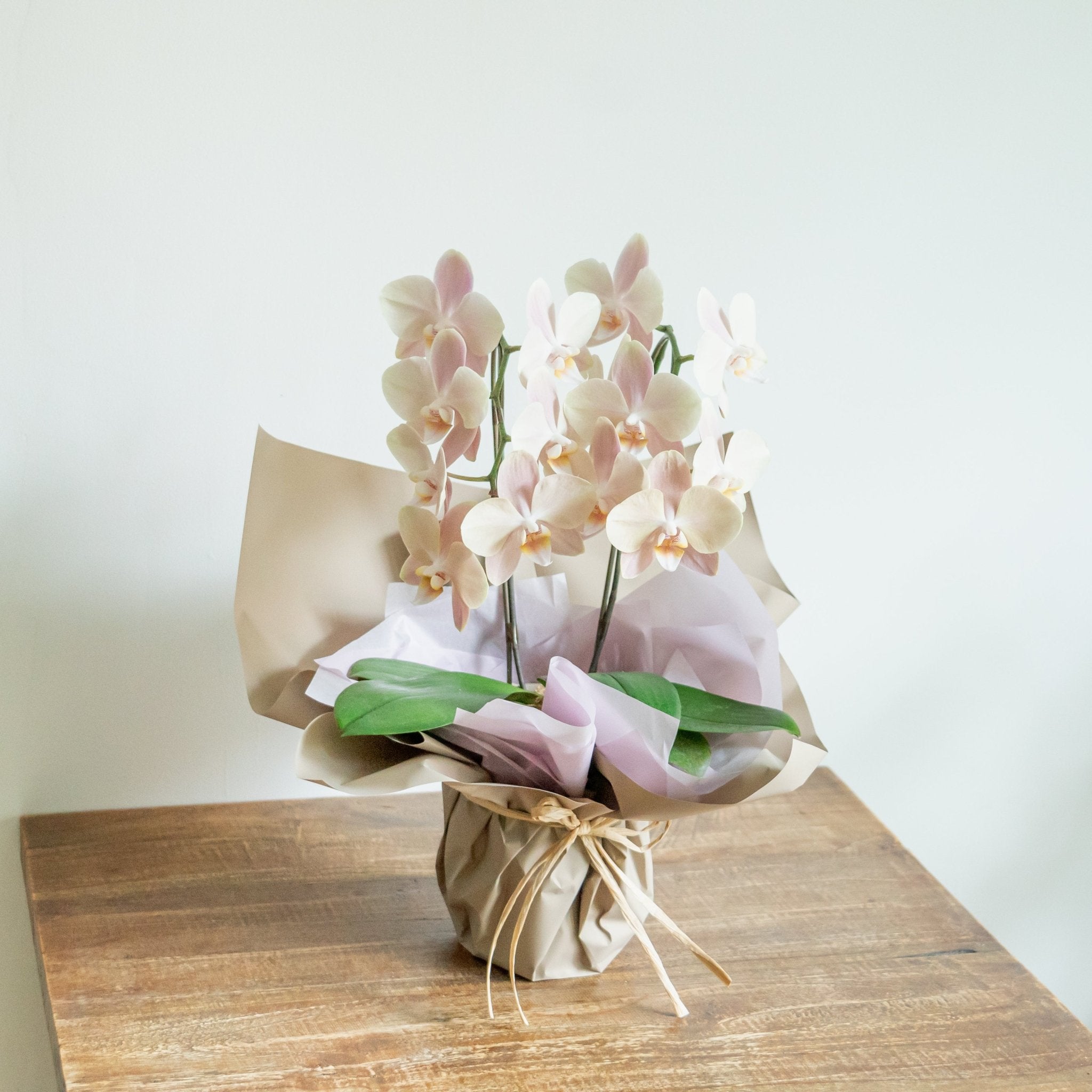 ミニ胡蝶蘭 白2本立ちをオーダーするならFlower&Plants tette │ 「手から手へ、想いを運ぶフラワーショップ」【板橋駅徒歩4分】【熟練フローリスト夫婦が運営】【最短2営業日で発送】【24時間365日注文OK】【ギフトは3300円〜】フラワーギフトを手から手へ、想いを込めたブーケやアレンジメントで大切な人に感謝と愛情を。シーンや用途に合わせて選びやすい豊富な種