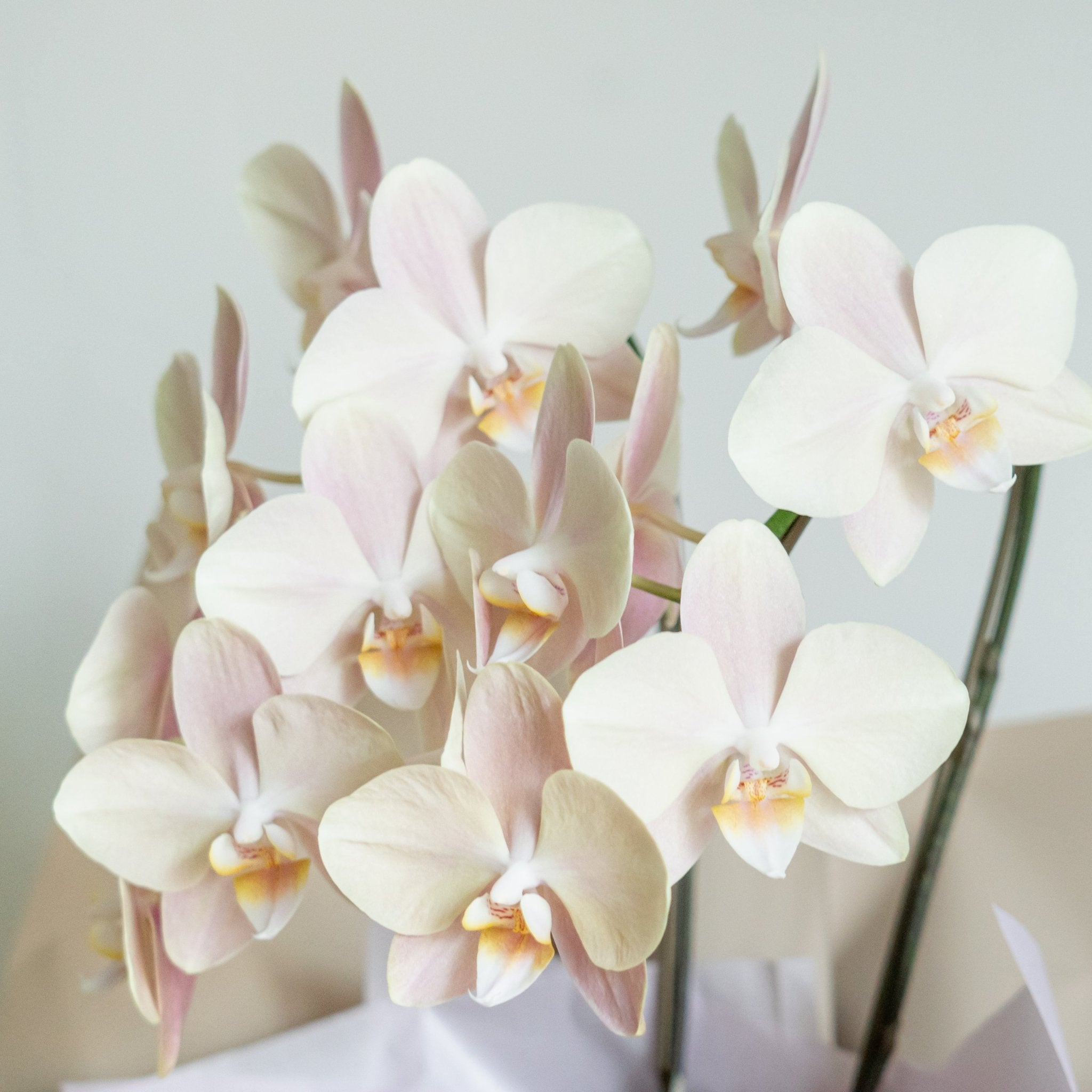 ミニ胡蝶蘭 白2本立ちをオーダーするならFlower&Plants tette │ 「手から手へ、想いを運ぶフラワーショップ」【板橋駅徒歩4分】【熟練フローリスト夫婦が運営】【最短2営業日で発送】【24時間365日注文OK】【ギフトは3300円〜】フラワーギフトを手から手へ、想いを込めたブーケやアレンジメントで大切な人に感謝と愛情を。シーンや用途に合わせて選びやすい豊富な種