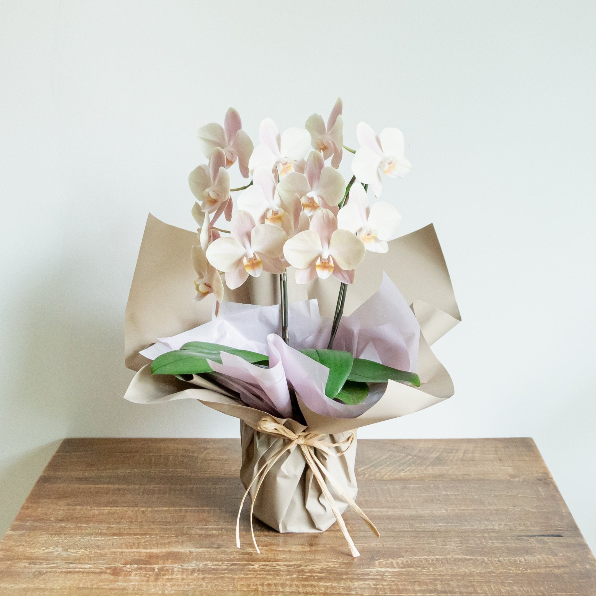 ミニ胡蝶蘭 白2本立ちをオーダーするならFlower&Plants tette │ 「手から手へ、想いを運ぶフラワーショップ」【板橋駅徒歩4分】【熟練フローリスト夫婦が運営】【最短2営業日で発送】【24時間365日注文OK】【ギフトは3300円〜】フラワーギフトを手から手へ、想いを込めたブーケやアレンジメントで大切な人に感謝と愛情を。シーンや用途に合わせて選びやすい豊富な種