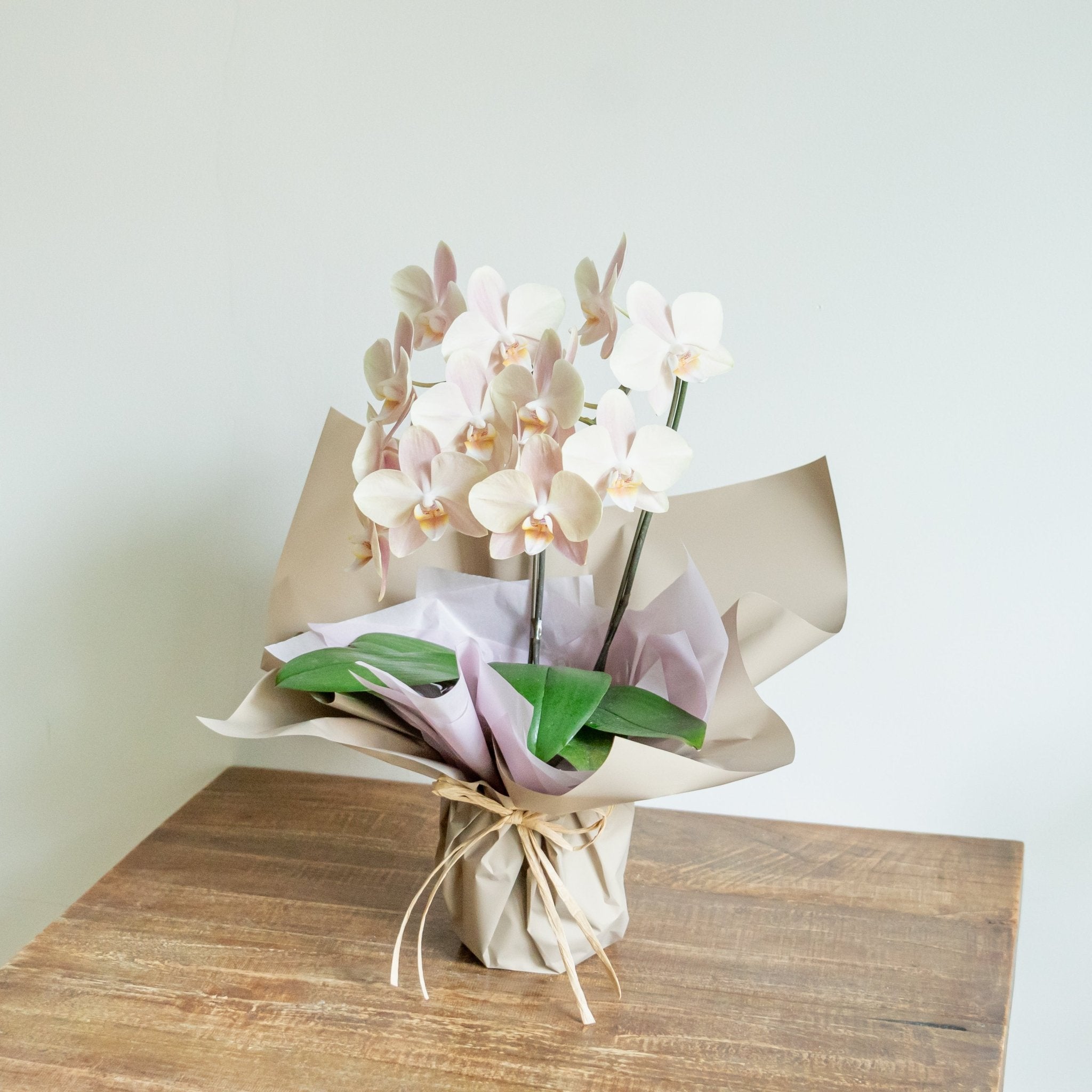 ミニ胡蝶蘭 白2本立ちをオーダーするならFlower&Plants tette │ 「手から手へ、想いを運ぶフラワーショップ」【板橋駅徒歩4分】【熟練フローリスト夫婦が運営】【最短2営業日で発送】【24時間365日注文OK】【ギフトは3300円〜】フラワーギフトを手から手へ、想いを込めたブーケやアレンジメントで大切な人に感謝と愛情を。シーンや用途に合わせて選びやすい豊富な種