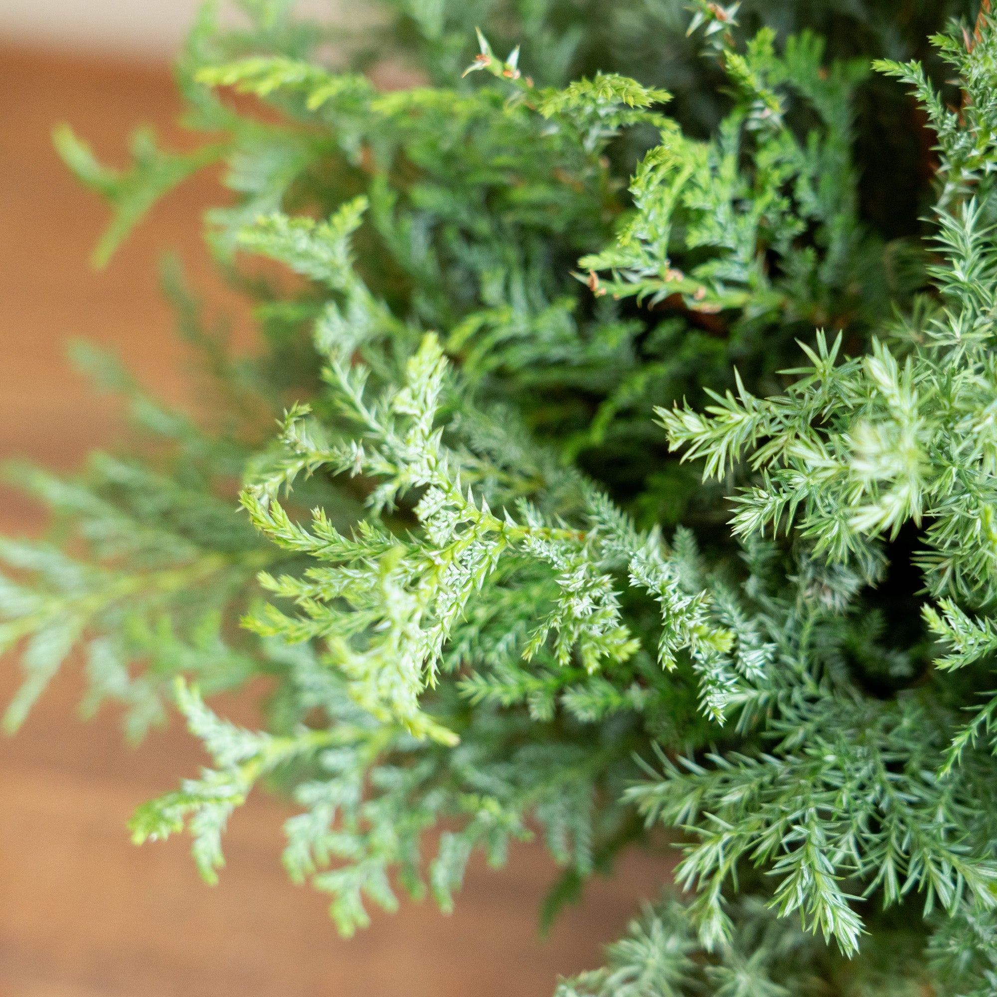 グリーンクリスマスツリーアレンジメント2024をオーダーするならFlower&Plants tette │ 「手から手へ、想いを運ぶフラワーショップ」【板橋駅徒歩4分】【熟練フローリスト夫婦が運営】【最短2営業日で発送】【24時間365日注文OK】【ギフトは3300円〜】フラワーギフトを手から手へ、想いを込めたブーケやアレンジメントで大切な人に感謝と愛情を。シーンや用途に合わせて選びやすい豊富な種