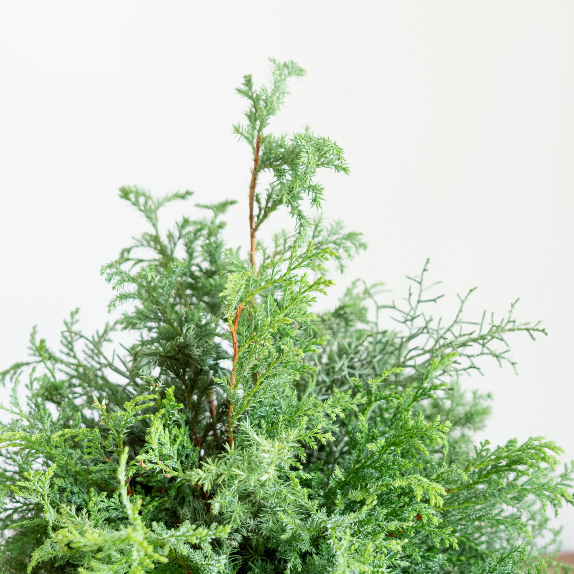 グリーンクリスマスツリーアレンジメント2024をオーダーするならFlower&Plants tette │ 「手から手へ、想いを運ぶフラワーショップ」【板橋駅徒歩4分】【熟練フローリスト夫婦が運営】【最短2営業日で発送】【24時間365日注文OK】【ギフトは3300円〜】フラワーギフトを手から手へ、想いを込めたブーケやアレンジメントで大切な人に感謝と愛情を。シーンや用途に合わせて選びやすい豊富な種