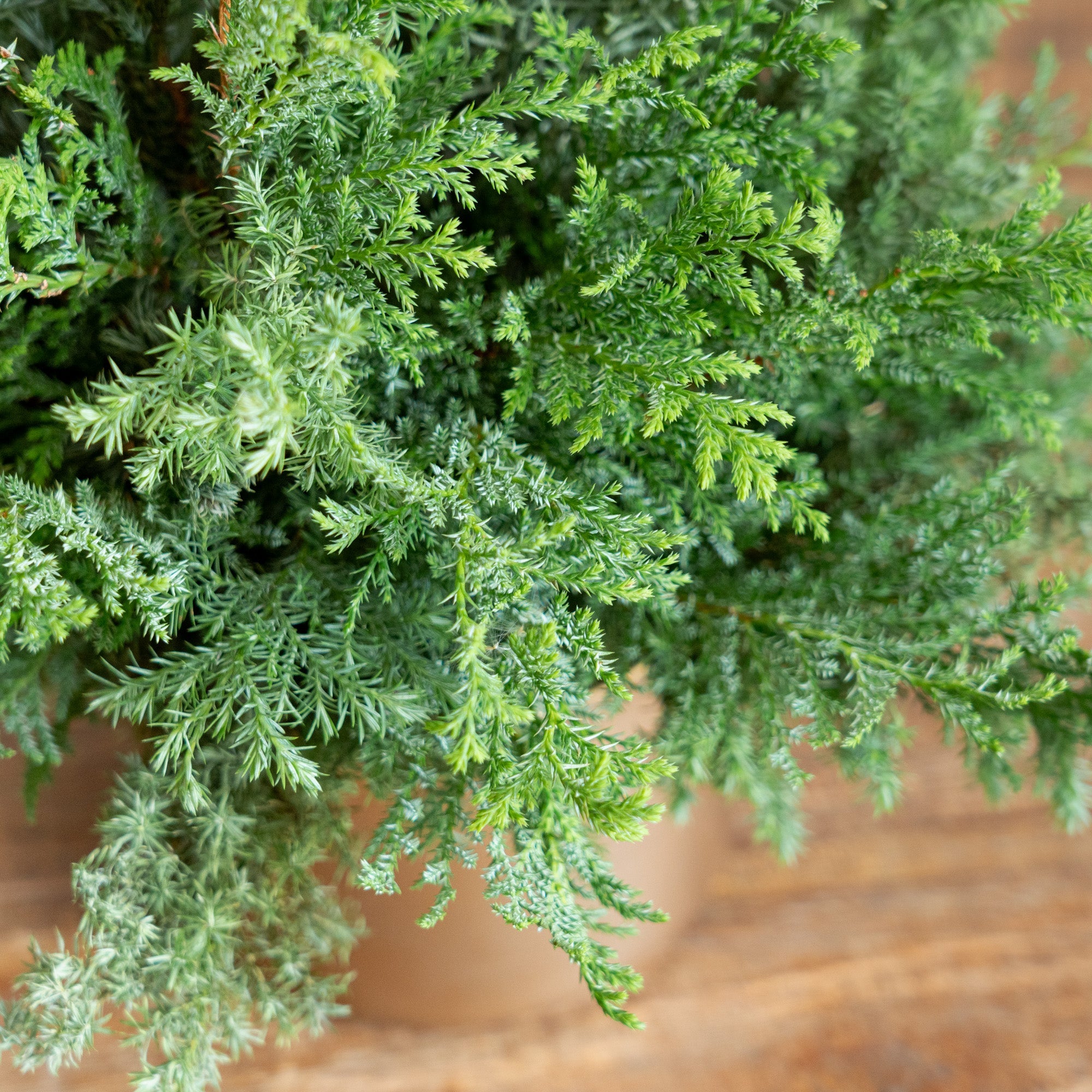 グリーンクリスマスツリーアレンジメント2024をオーダーするならFlower&Plants tette │ 「手から手へ、想いを運ぶフラワーショップ」【板橋駅徒歩4分】【熟練フローリスト夫婦が運営】【最短2営業日で発送】【24時間365日注文OK】【ギフトは3300円〜】フラワーギフトを手から手へ、想いを込めたブーケやアレンジメントで大切な人に感謝と愛情を。シーンや用途に合わせて選びやすい豊富な種