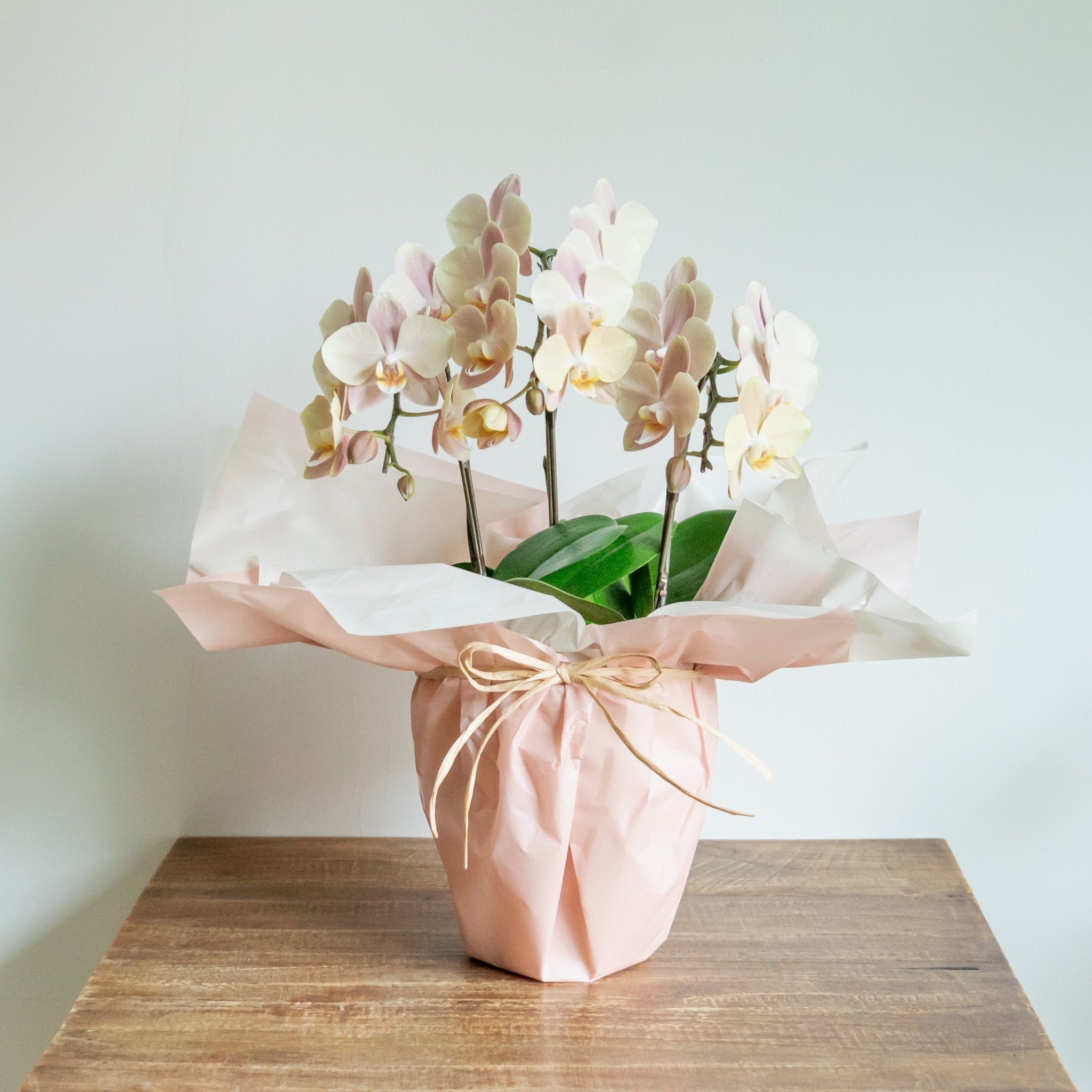 ミニ胡蝶蘭3本立ちをオーダーするならFlower&Plants tette │ 「手から手へ、想いを運ぶフラワーショップ」【板橋駅徒歩4分】【熟練フローリスト夫婦が運営】【最短2営業日で発送】【24時間365日注文OK】【ギフトは3300円〜】フラワーギフトを手から手へ、想いを込めたブーケやアレンジメントで大切な人に感謝と愛情を。シーンや用途に合わせて選びやすい豊富な種