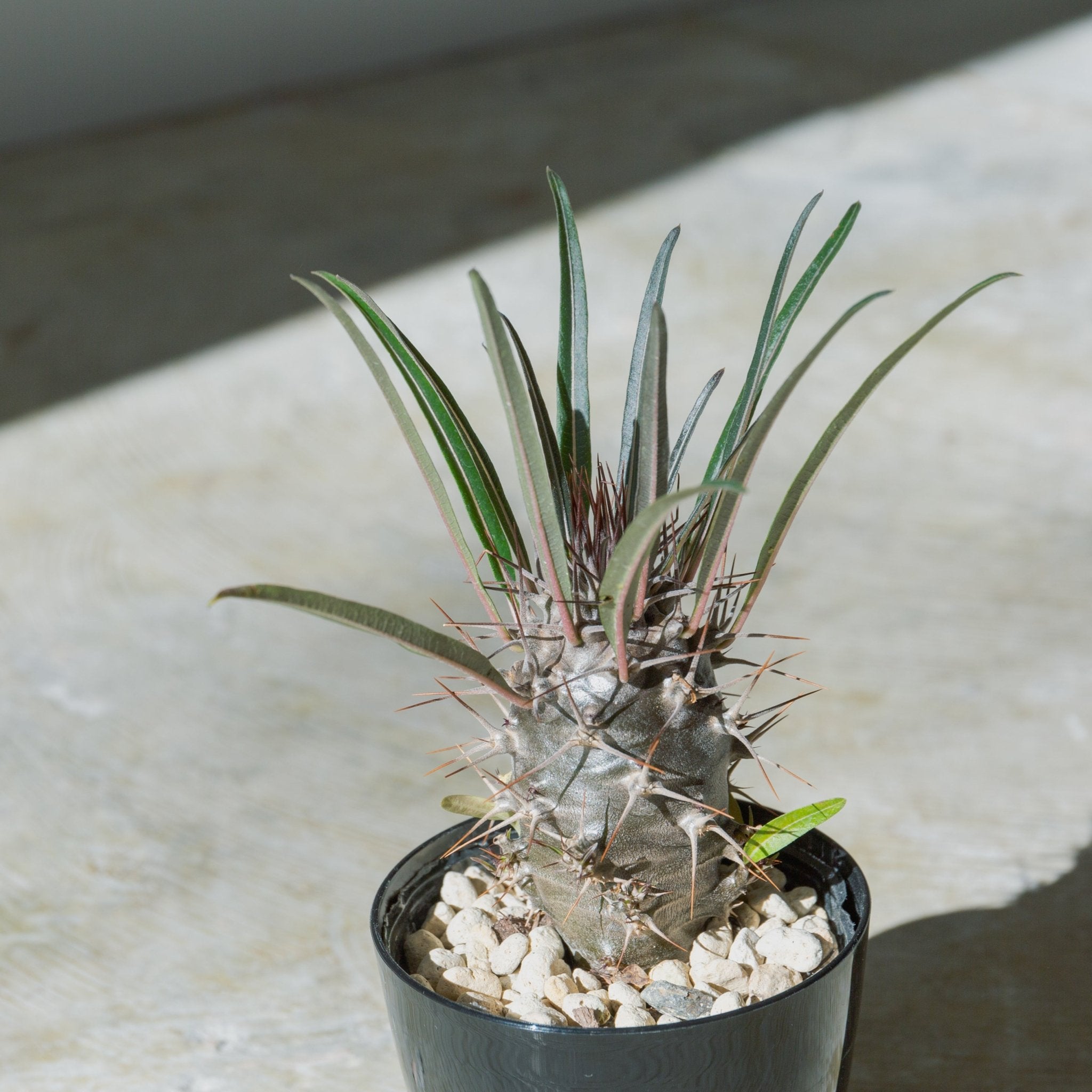 パキポディウム 3.5号をオーダーするならFlower&Plants tette │ 「手から手へ、想いを運ぶフラワーショップ」【板橋駅徒歩4分】【熟練フローリスト夫婦が運営】【最短2営業日で発送】【24時間365日注文OK】【ギフトは3300円〜】フラワーギフトを手から手へ、想いを込めたブーケやアレンジメントで大切な人に感謝と愛情を。シーンや用途に合わせて選びやすい豊富な種