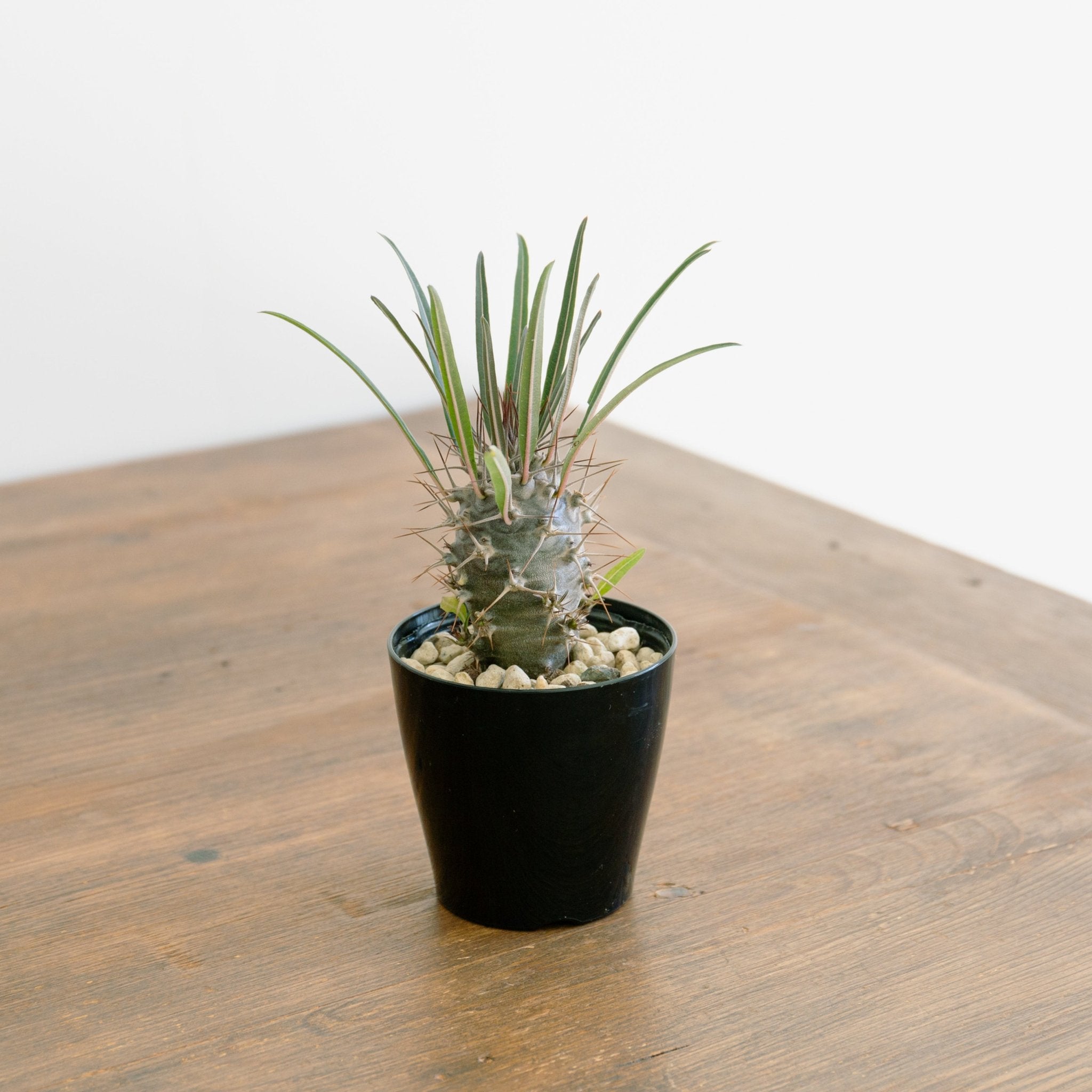 パキポディウム 3.5号をオーダーするならFlower&Plants tette │ 「手から手へ、想いを運ぶフラワーショップ」【板橋駅徒歩4分】【熟練フローリスト夫婦が運営】【最短2営業日で発送】【24時間365日注文OK】【ギフトは3300円〜】フラワーギフトを手から手へ、想いを込めたブーケやアレンジメントで大切な人に感謝と愛情を。シーンや用途に合わせて選びやすい豊富な種