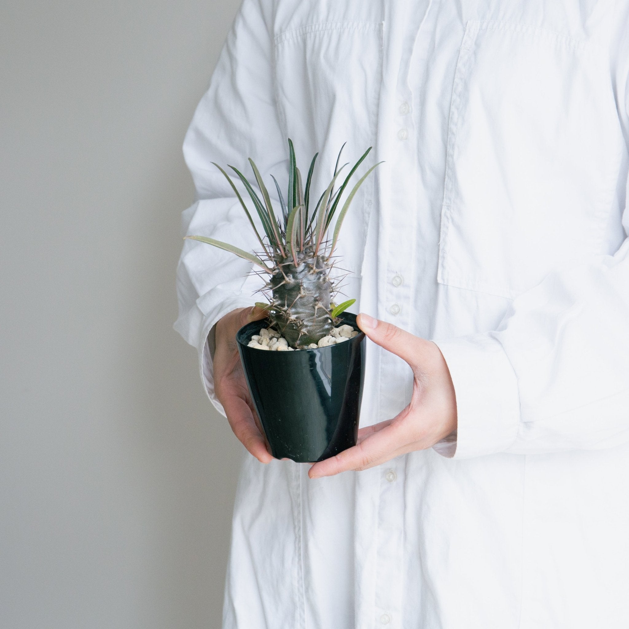 パキポディウム 3.5号をオーダーするならFlower&Plants tette │ 「手から手へ、想いを運ぶフラワーショップ」【板橋駅徒歩4分】【熟練フローリスト夫婦が運営】【最短2営業日で発送】【24時間365日注文OK】【ギフトは3300円〜】フラワーギフトを手から手へ、想いを込めたブーケやアレンジメントで大切な人に感謝と愛情を。シーンや用途に合わせて選びやすい豊富な種