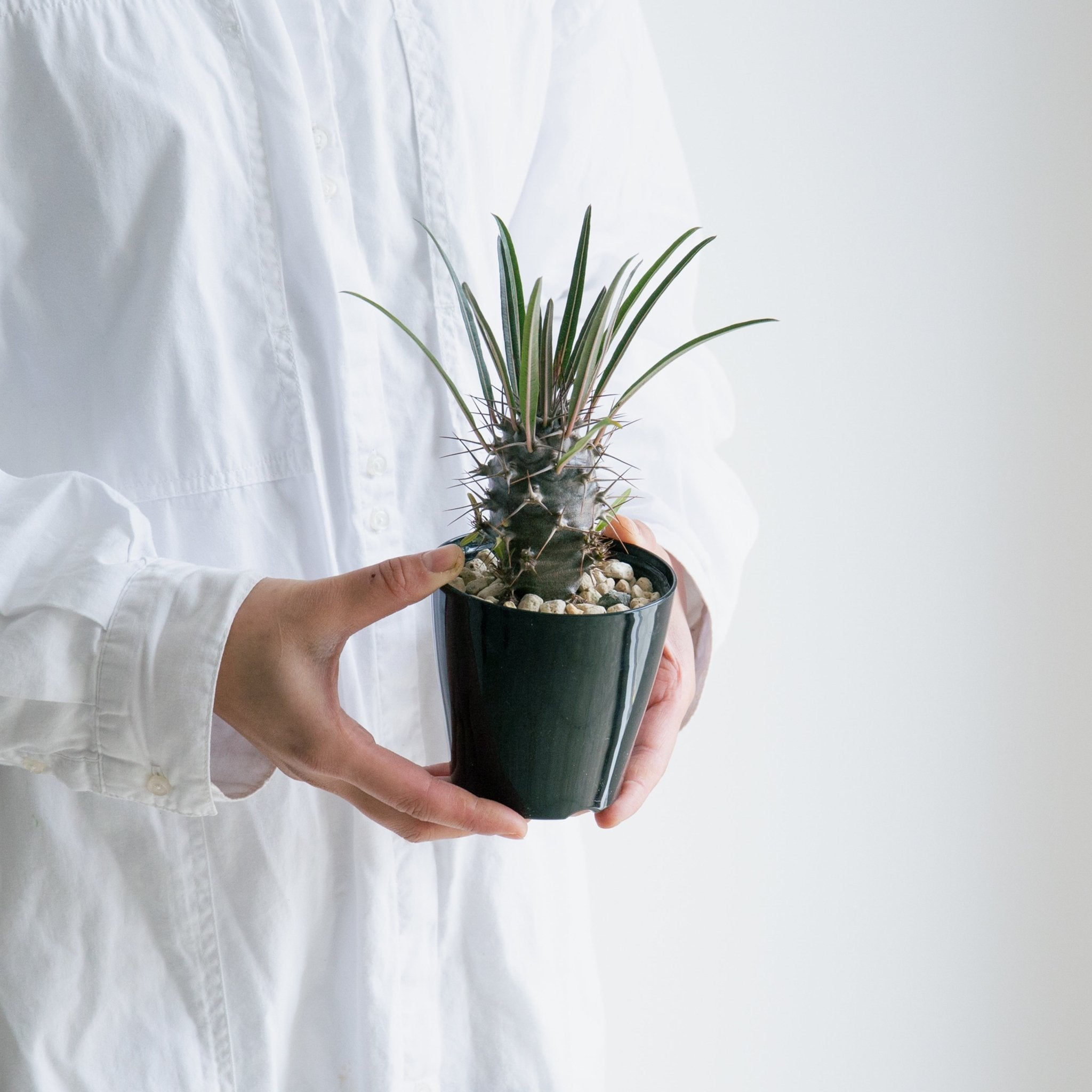 パキポディウム 3.5号をオーダーするならFlower&Plants tette │ 「手から手へ、想いを運ぶフラワーショップ」【板橋駅徒歩4分】【熟練フローリスト夫婦が運営】【最短2営業日で発送】【24時間365日注文OK】【ギフトは3300円〜】フラワーギフトを手から手へ、想いを込めたブーケやアレンジメントで大切な人に感謝と愛情を。シーンや用途に合わせて選びやすい豊富な種