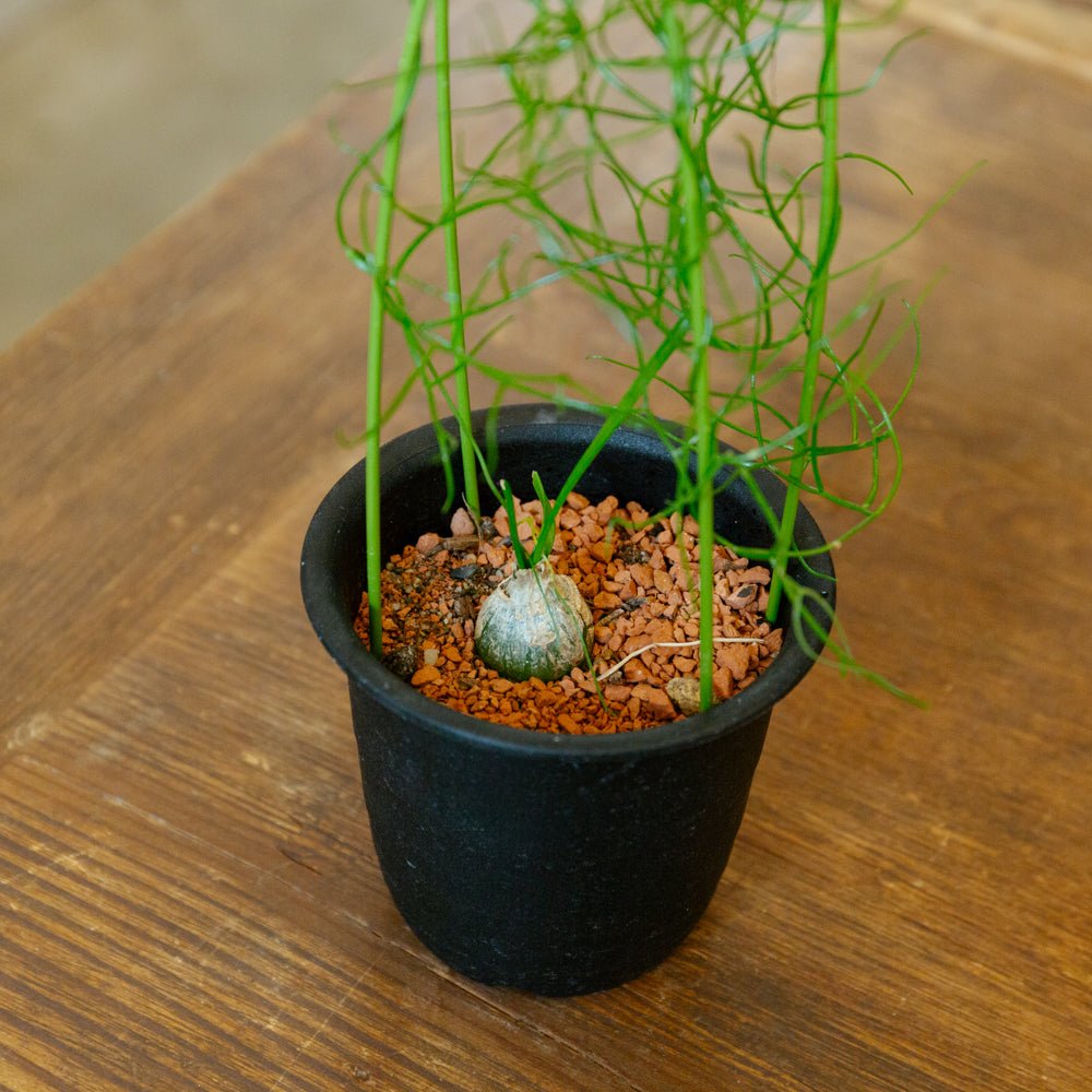 蒼角殿 3.5号をオーダーするならFlower&Plants tette │ 「手から手へ、想いを運ぶフラワーショップ」【板橋駅徒歩4分】【熟練フローリスト夫婦が運営】【最短2営業日で発送】【24時間365日注文OK】【ギフトは3300円〜】フラワーギフトを手から手へ、想いを込めたブーケやアレンジメントで大切な人に感謝と愛情を。シーンや用途に合わせて選びやすい豊富な種