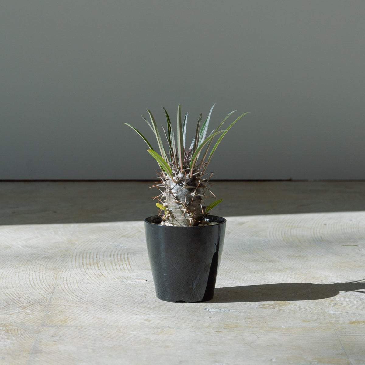 パキポディウム 3.5号をオーダーするならFlower&Plants tette │ 「手から手へ、想いを運ぶフラワーショップ」【板橋駅徒歩4分】【熟練フローリスト夫婦が運営】【最短2営業日で発送】【24時間365日注文OK】【ギフトは3300円〜】フラワーギフトを手から手へ、想いを込めたブーケやアレンジメントで大切な人に感謝と愛情を。シーンや用途に合わせて選びやすい豊富な種