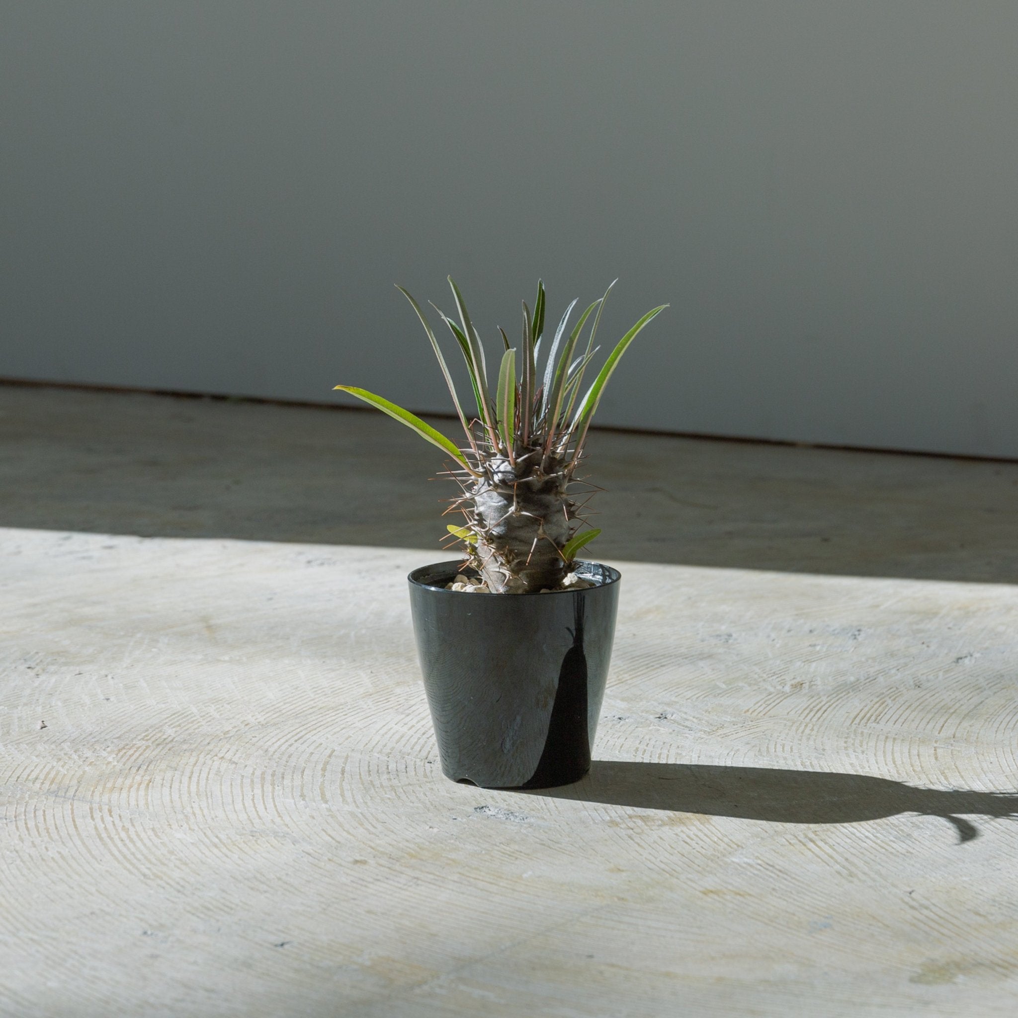 パキポディウム 3.5号をオーダーするならFlower&Plants tette │ 「手から手へ、想いを運ぶフラワーショップ」【板橋駅徒歩4分】【熟練フローリスト夫婦が運営】【最短2営業日で発送】【24時間365日注文OK】【ギフトは3300円〜】フラワーギフトを手から手へ、想いを込めたブーケやアレンジメントで大切な人に感謝と愛情を。シーンや用途に合わせて選びやすい豊富な種