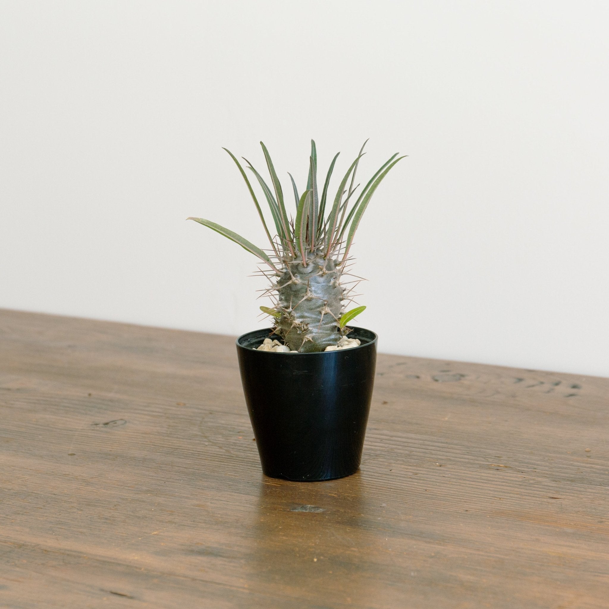 パキポディウム 3.5号をオーダーするならFlower&Plants tette │ 「手から手へ、想いを運ぶフラワーショップ」【板橋駅徒歩4分】【熟練フローリスト夫婦が運営】【最短2営業日で発送】【24時間365日注文OK】【ギフトは3300円〜】フラワーギフトを手から手へ、想いを込めたブーケやアレンジメントで大切な人に感謝と愛情を。シーンや用途に合わせて選びやすい豊富な種