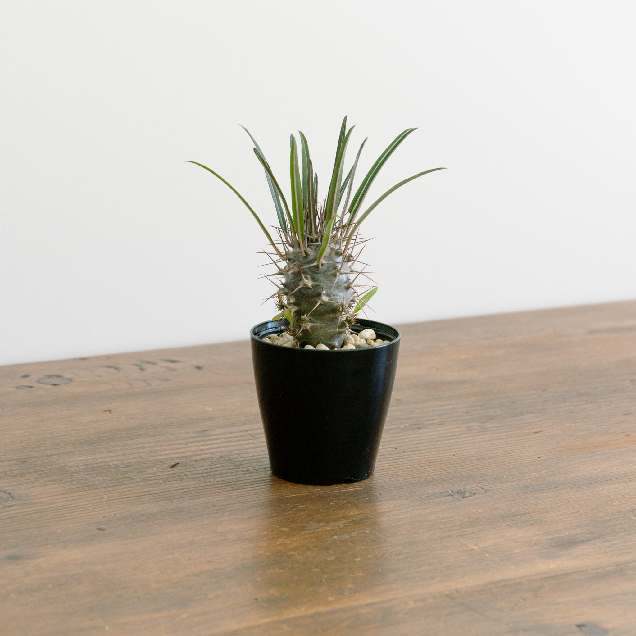 パキポディウム 3.5号をオーダーするならFlower&Plants tette │ 「手から手へ、想いを運ぶフラワーショップ」【板橋駅徒歩4分】【熟練フローリスト夫婦が運営】【最短2営業日で発送】【24時間365日注文OK】【ギフトは3300円〜】フラワーギフトを手から手へ、想いを込めたブーケやアレンジメントで大切な人に感謝と愛情を。シーンや用途に合わせて選びやすい豊富な種