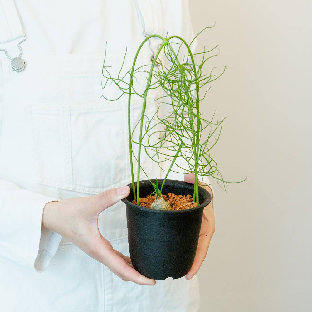 蒼角殿 3.5号をオーダーするならFlower&Plants tette │ 「手から手へ、想いを運ぶフラワーショップ」【板橋駅徒歩4分】【熟練フローリスト夫婦が運営】【最短2営業日で発送】【24時間365日注文OK】【ギフトは3300円〜】フラワーギフトを手から手へ、想いを込めたブーケやアレンジメントで大切な人に感謝と愛情を。シーンや用途に合わせて選びやすい豊富な種