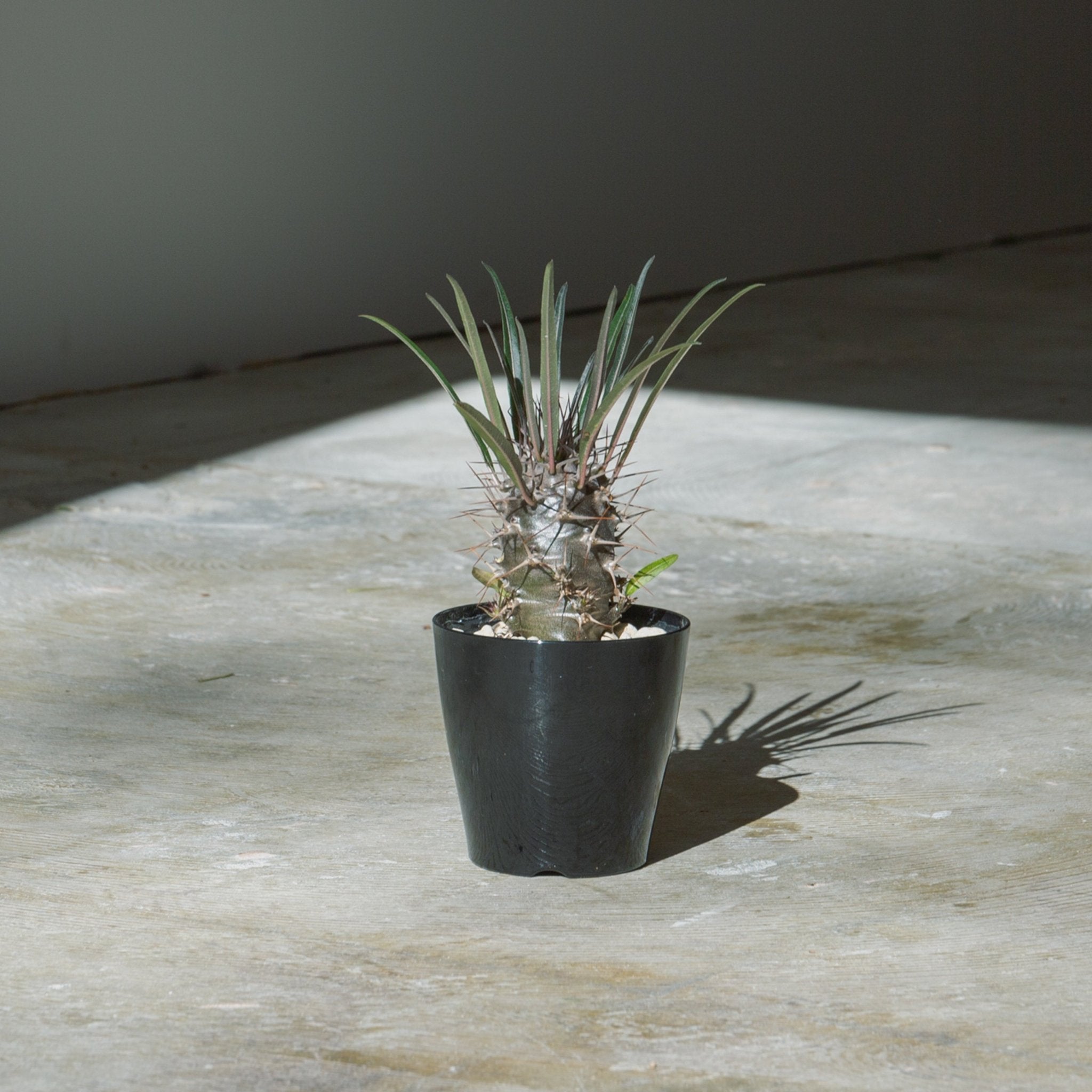 パキポディウム 3.5号をオーダーするならFlower&Plants tette │ 「手から手へ、想いを運ぶフラワーショップ」【板橋駅徒歩4分】【熟練フローリスト夫婦が運営】【最短2営業日で発送】【24時間365日注文OK】【ギフトは3300円〜】フラワーギフトを手から手へ、想いを込めたブーケやアレンジメントで大切な人に感謝と愛情を。シーンや用途に合わせて選びやすい豊富な種