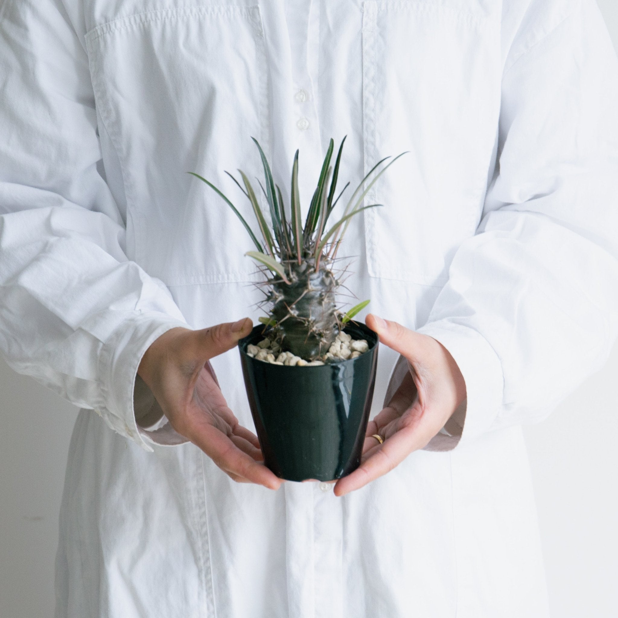 パキポディウム 3.5号をオーダーするならFlower&Plants tette │ 「手から手へ、想いを運ぶフラワーショップ」【板橋駅徒歩4分】【熟練フローリスト夫婦が運営】【最短2営業日で発送】【24時間365日注文OK】【ギフトは3300円〜】フラワーギフトを手から手へ、想いを込めたブーケやアレンジメントで大切な人に感謝と愛情を。シーンや用途に合わせて選びやすい豊富な種