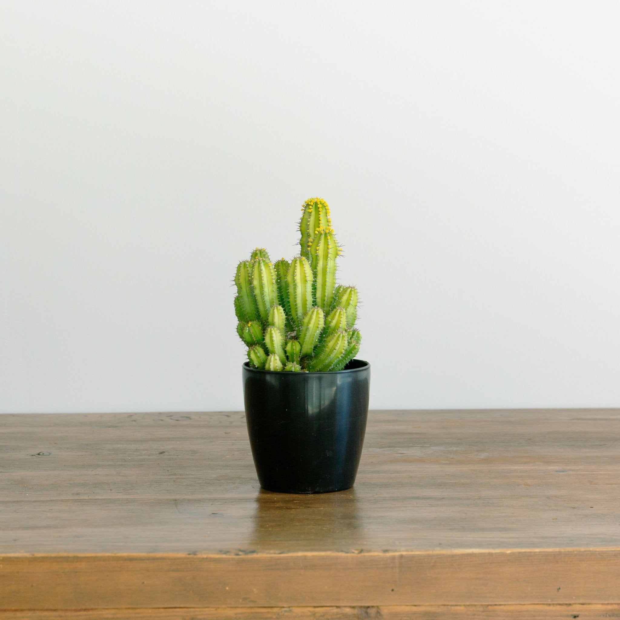 ユーフォルビア スプリングイエロー 4号をオーダーするならFlower&Plants tette │ 「手から手へ、想いを運ぶフラワーショップ」【板橋駅徒歩4分】【熟練フローリスト夫婦が運営】【最短2営業日で発送】【24時間365日注文OK】【ギフトは3300円〜】フラワーギフトを手から手へ、想いを込めたブーケやアレンジメントで大切な人に感謝と愛情を。シーンや用途に合わせて選びやすい豊富な種