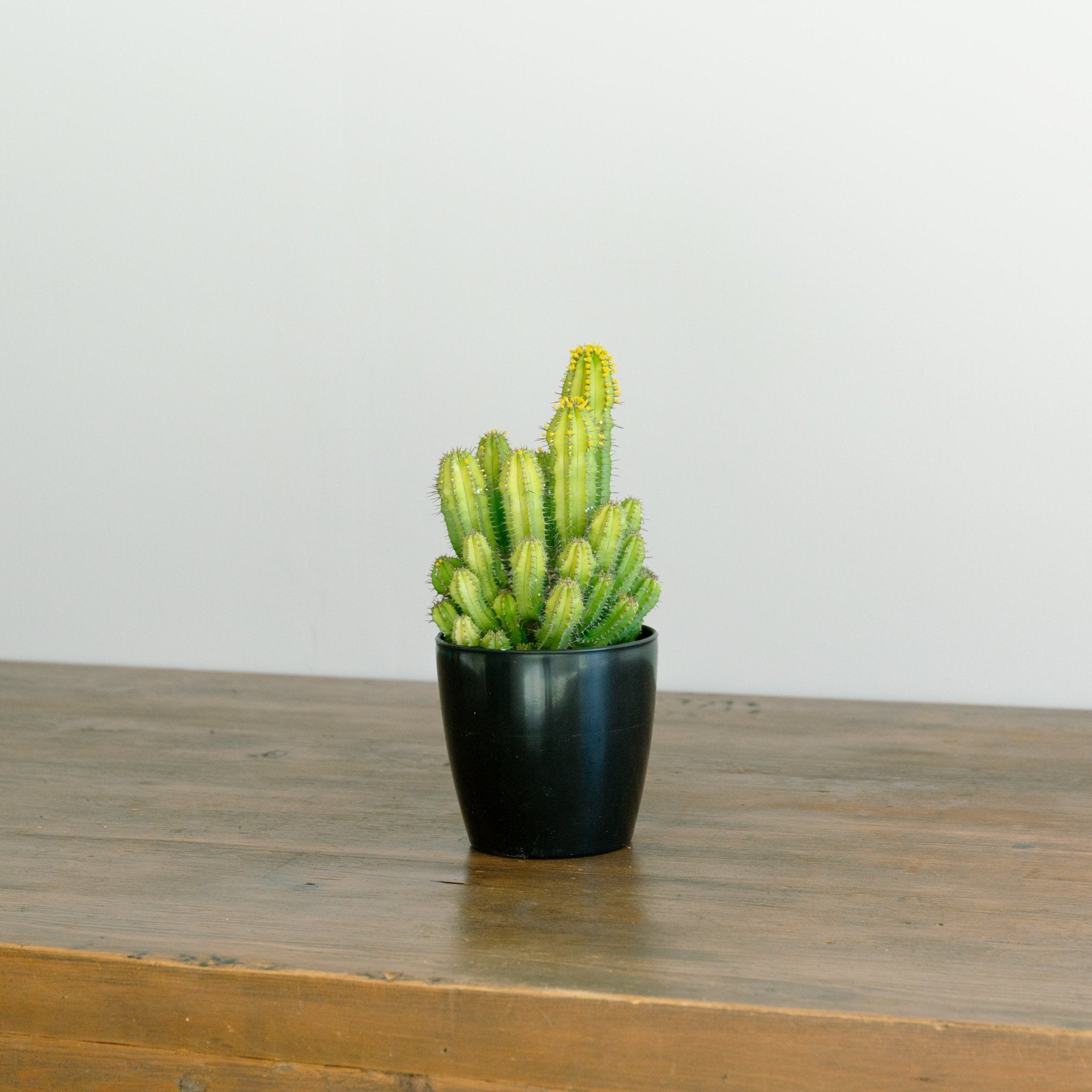 ユーフォルビア スプリングイエロー 4号をオーダーするならFlower&Plants tette │ 「手から手へ、想いを運ぶフラワーショップ」【板橋駅徒歩4分】【熟練フローリスト夫婦が運営】【最短2営業日で発送】【24時間365日注文OK】【ギフトは3300円〜】フラワーギフトを手から手へ、想いを込めたブーケやアレンジメントで大切な人に感謝と愛情を。シーンや用途に合わせて選びやすい豊富な種