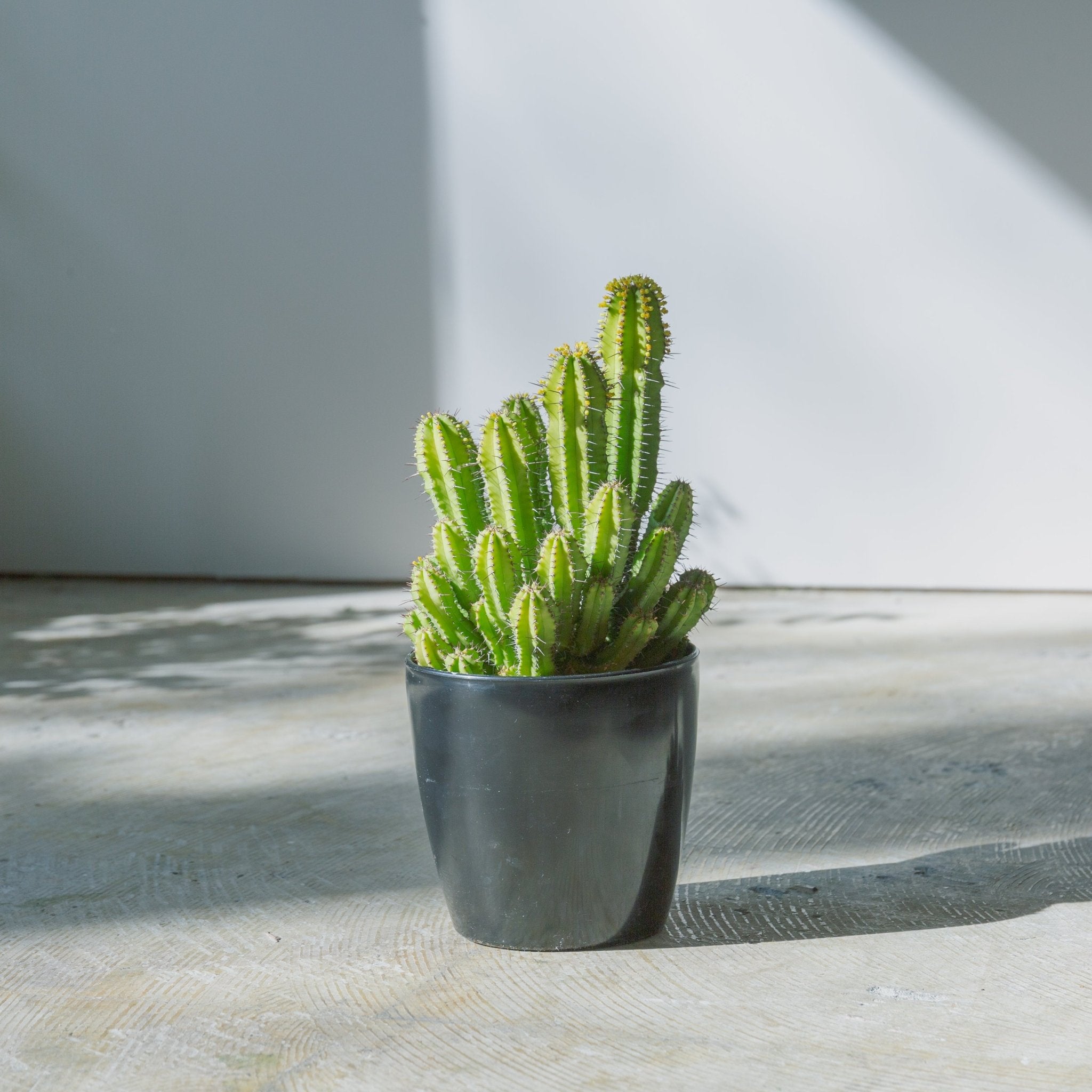 ユーフォルビア スプリングイエロー 4号をオーダーするならFlower&Plants tette │ 「手から手へ、想いを運ぶフラワーショップ」【板橋駅徒歩4分】【熟練フローリスト夫婦が運営】【最短2営業日で発送】【24時間365日注文OK】【ギフトは3300円〜】フラワーギフトを手から手へ、想いを込めたブーケやアレンジメントで大切な人に感謝と愛情を。シーンや用途に合わせて選びやすい豊富な種