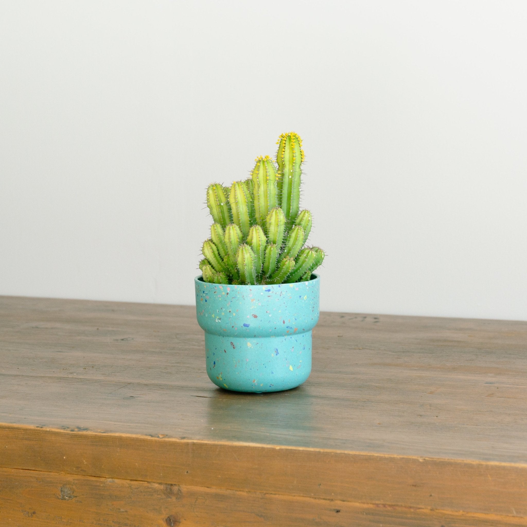 ユーフォルビア スプリングイエロー 4号をオーダーするならFlower&Plants tette │ 「手から手へ、想いを運ぶフラワーショップ」【板橋駅徒歩4分】【熟練フローリスト夫婦が運営】【最短2営業日で発送】【24時間365日注文OK】【ギフトは3300円〜】フラワーギフトを手から手へ、想いを込めたブーケやアレンジメントで大切な人に感謝と愛情を。シーンや用途に合わせて選びやすい豊富な種