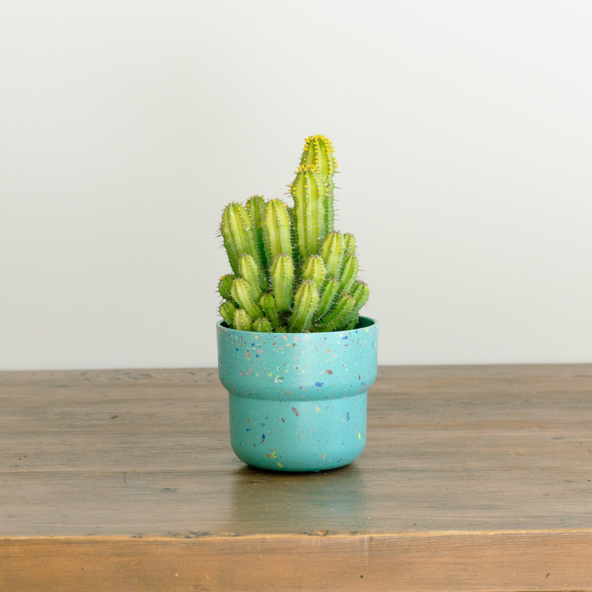 ユーフォルビア スプリングイエロー 4号をオーダーするならFlower&Plants tette │ 「手から手へ、想いを運ぶフラワーショップ」【板橋駅徒歩4分】【熟練フローリスト夫婦が運営】【最短2営業日で発送】【24時間365日注文OK】【ギフトは3300円〜】フラワーギフトを手から手へ、想いを込めたブーケやアレンジメントで大切な人に感謝と愛情を。シーンや用途に合わせて選びやすい豊富な種