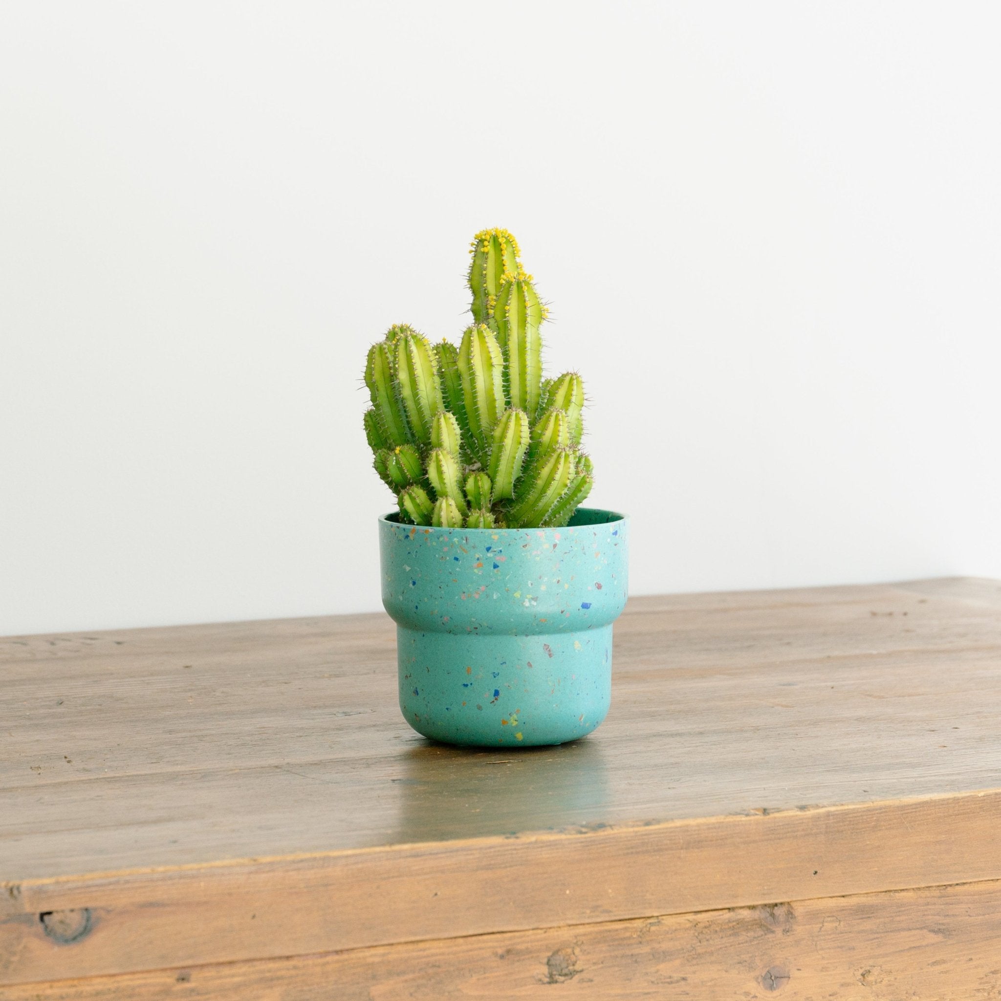 ユーフォルビア スプリングイエロー 4号をオーダーするならFlower&Plants tette │ 「手から手へ、想いを運ぶフラワーショップ」【板橋駅徒歩4分】【熟練フローリスト夫婦が運営】【最短2営業日で発送】【24時間365日注文OK】【ギフトは3300円〜】フラワーギフトを手から手へ、想いを込めたブーケやアレンジメントで大切な人に感謝と愛情を。シーンや用途に合わせて選びやすい豊富な種