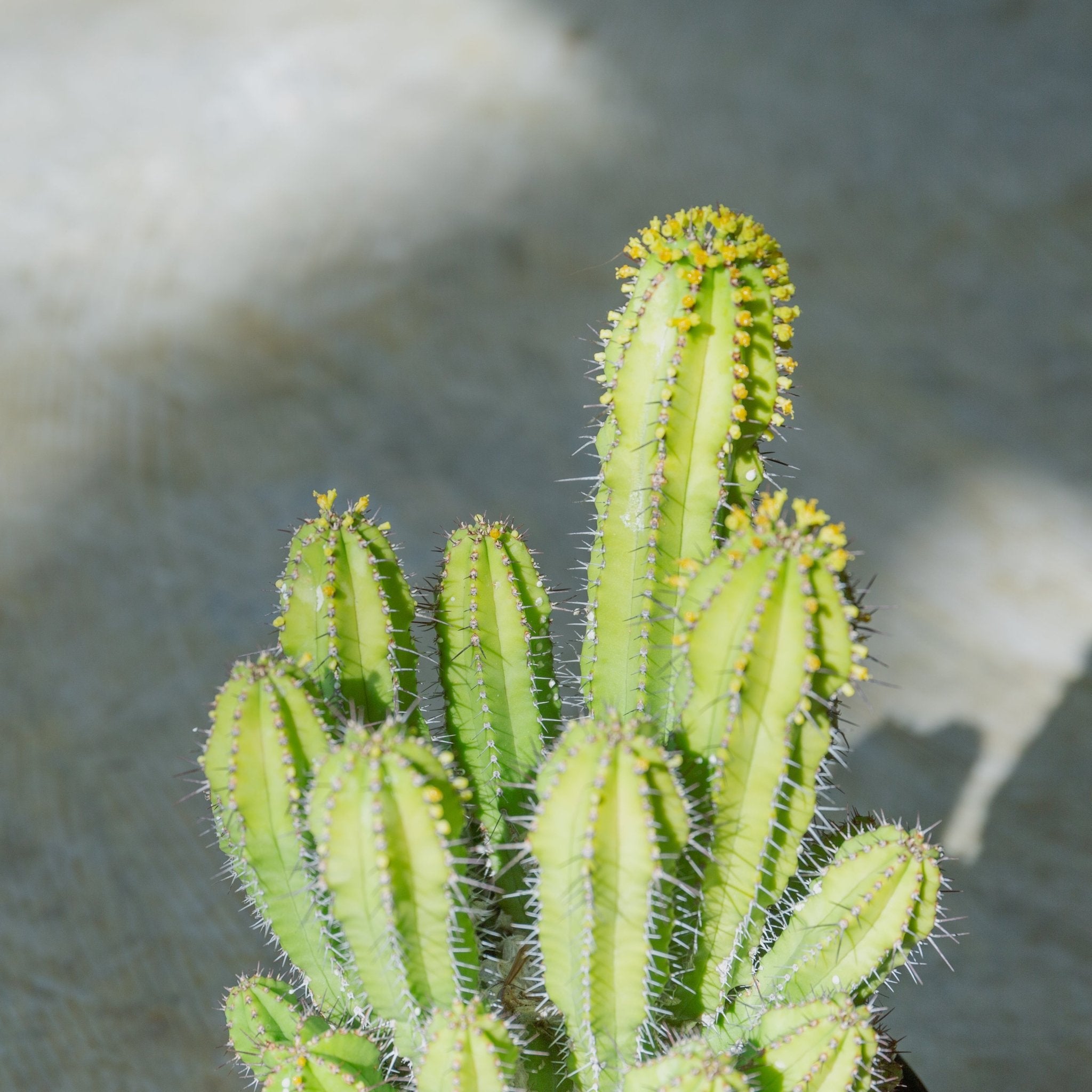 ユーフォルビア スプリングイエロー 4号をオーダーするならFlower&Plants tette │ 「手から手へ、想いを運ぶフラワーショップ」【板橋駅徒歩4分】【熟練フローリスト夫婦が運営】【最短2営業日で発送】【24時間365日注文OK】【ギフトは3300円〜】フラワーギフトを手から手へ、想いを込めたブーケやアレンジメントで大切な人に感謝と愛情を。シーンや用途に合わせて選びやすい豊富な種