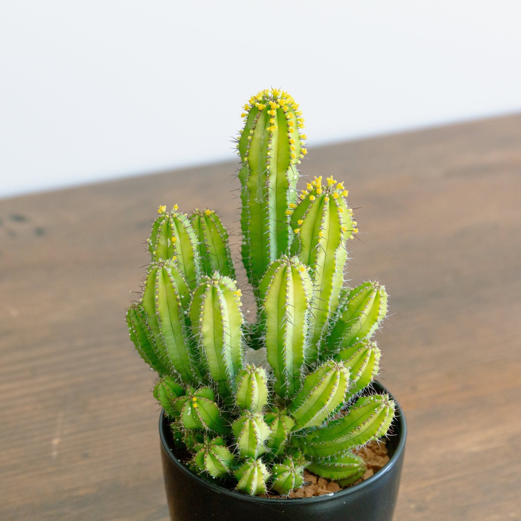 ユーフォルビア スプリングイエロー 4号をオーダーするならFlower&Plants tette │ 「手から手へ、想いを運ぶフラワーショップ」【板橋駅徒歩4分】【熟練フローリスト夫婦が運営】【最短2営業日で発送】【24時間365日注文OK】【ギフトは3300円〜】フラワーギフトを手から手へ、想いを込めたブーケやアレンジメントで大切な人に感謝と愛情を。シーンや用途に合わせて選びやすい豊富な種