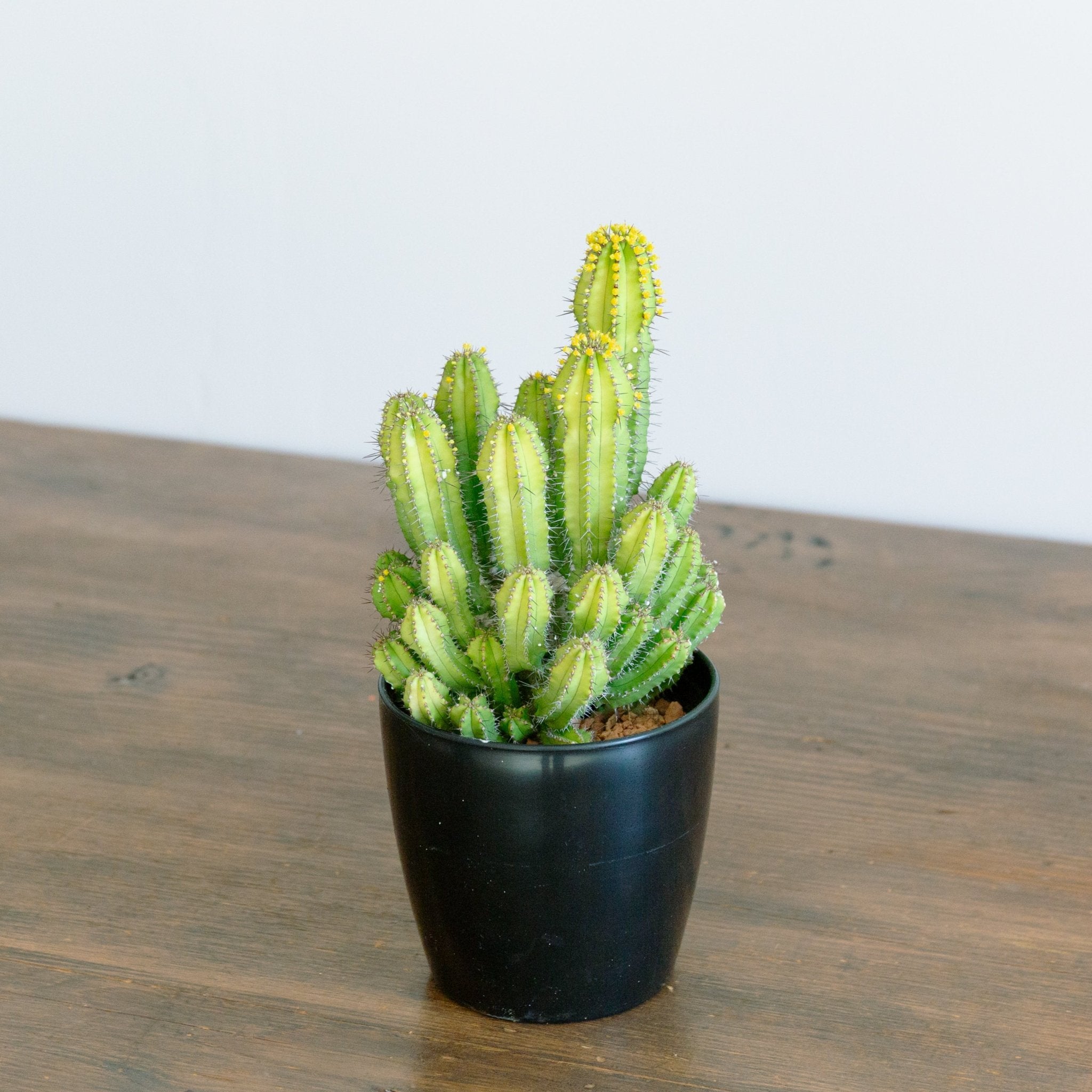 ユーフォルビア スプリングイエロー 4号をオーダーするならFlower&Plants tette │ 「手から手へ、想いを運ぶフラワーショップ」【板橋駅徒歩4分】【熟練フローリスト夫婦が運営】【最短2営業日で発送】【24時間365日注文OK】【ギフトは3300円〜】フラワーギフトを手から手へ、想いを込めたブーケやアレンジメントで大切な人に感謝と愛情を。シーンや用途に合わせて選びやすい豊富な種