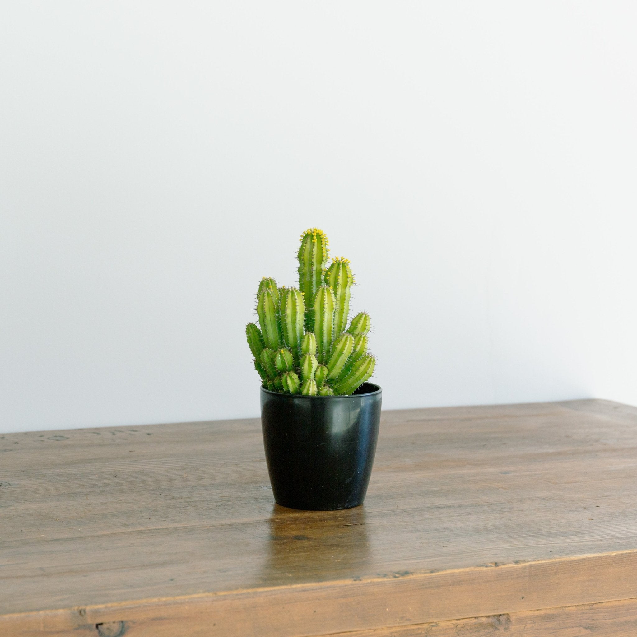 ユーフォルビア スプリングイエロー 4号をオーダーするならFlower&Plants tette │ 「手から手へ、想いを運ぶフラワーショップ」【板橋駅徒歩4分】【熟練フローリスト夫婦が運営】【最短2営業日で発送】【24時間365日注文OK】【ギフトは3300円〜】フラワーギフトを手から手へ、想いを込めたブーケやアレンジメントで大切な人に感謝と愛情を。シーンや用途に合わせて選びやすい豊富な種