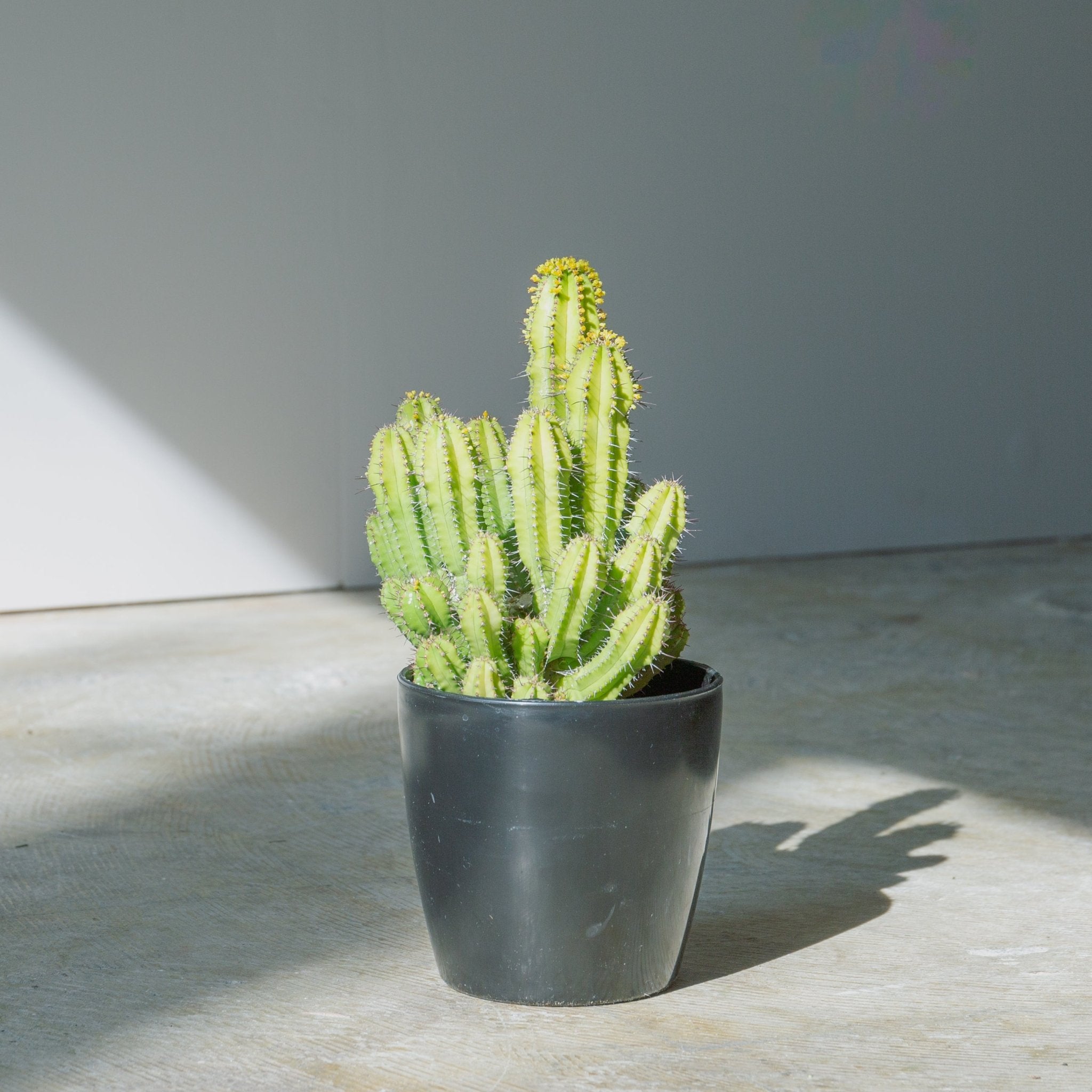 ユーフォルビア スプリングイエロー 4号をオーダーするならFlower&Plants tette │ 「手から手へ、想いを運ぶフラワーショップ」【板橋駅徒歩4分】【熟練フローリスト夫婦が運営】【最短2営業日で発送】【24時間365日注文OK】【ギフトは3300円〜】フラワーギフトを手から手へ、想いを込めたブーケやアレンジメントで大切な人に感謝と愛情を。シーンや用途に合わせて選びやすい豊富な種