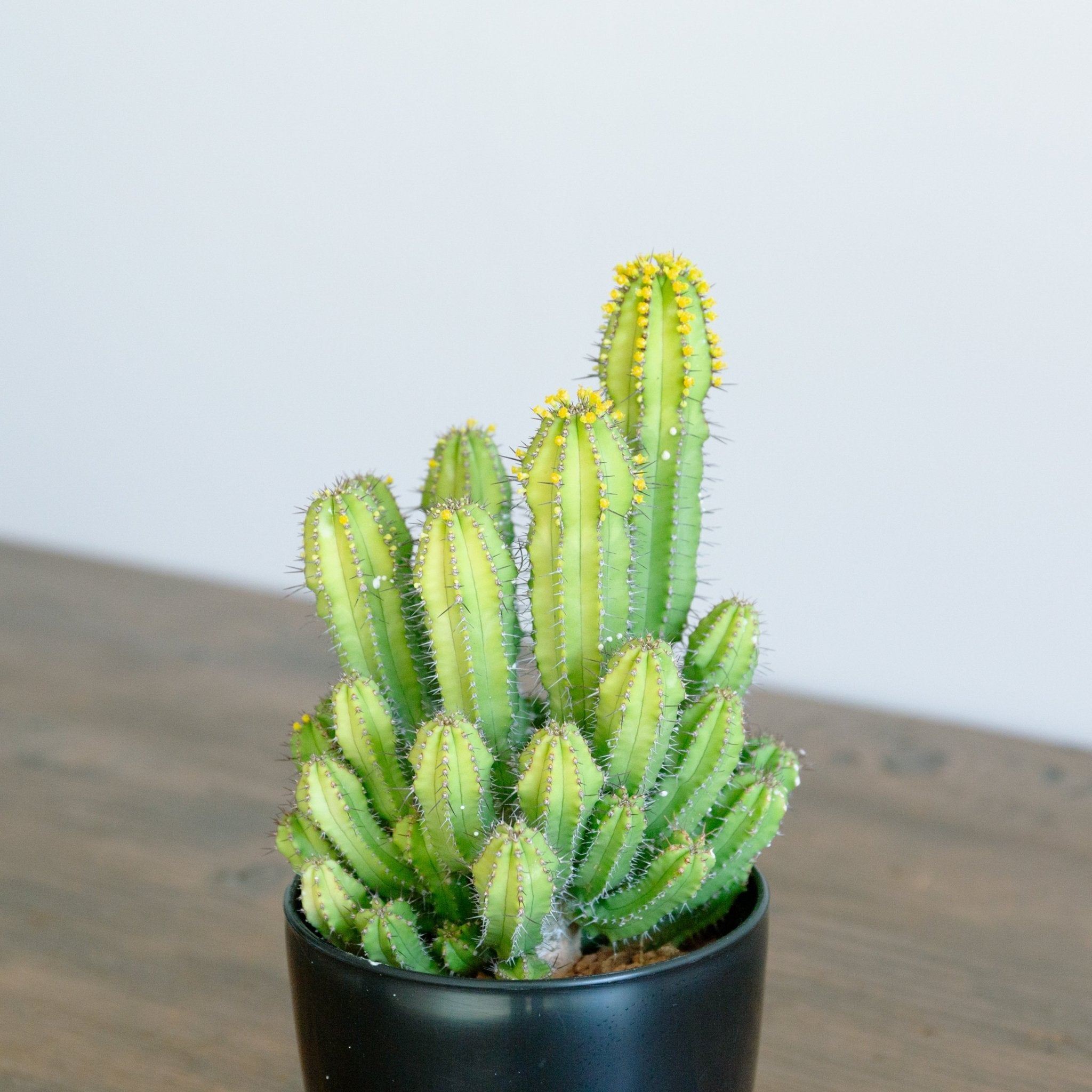 ユーフォルビア スプリングイエロー 4号をオーダーするならFlower&Plants tette │ 「手から手へ、想いを運ぶフラワーショップ」【板橋駅徒歩4分】【熟練フローリスト夫婦が運営】【最短2営業日で発送】【24時間365日注文OK】【ギフトは3300円〜】フラワーギフトを手から手へ、想いを込めたブーケやアレンジメントで大切な人に感謝と愛情を。シーンや用途に合わせて選びやすい豊富な種