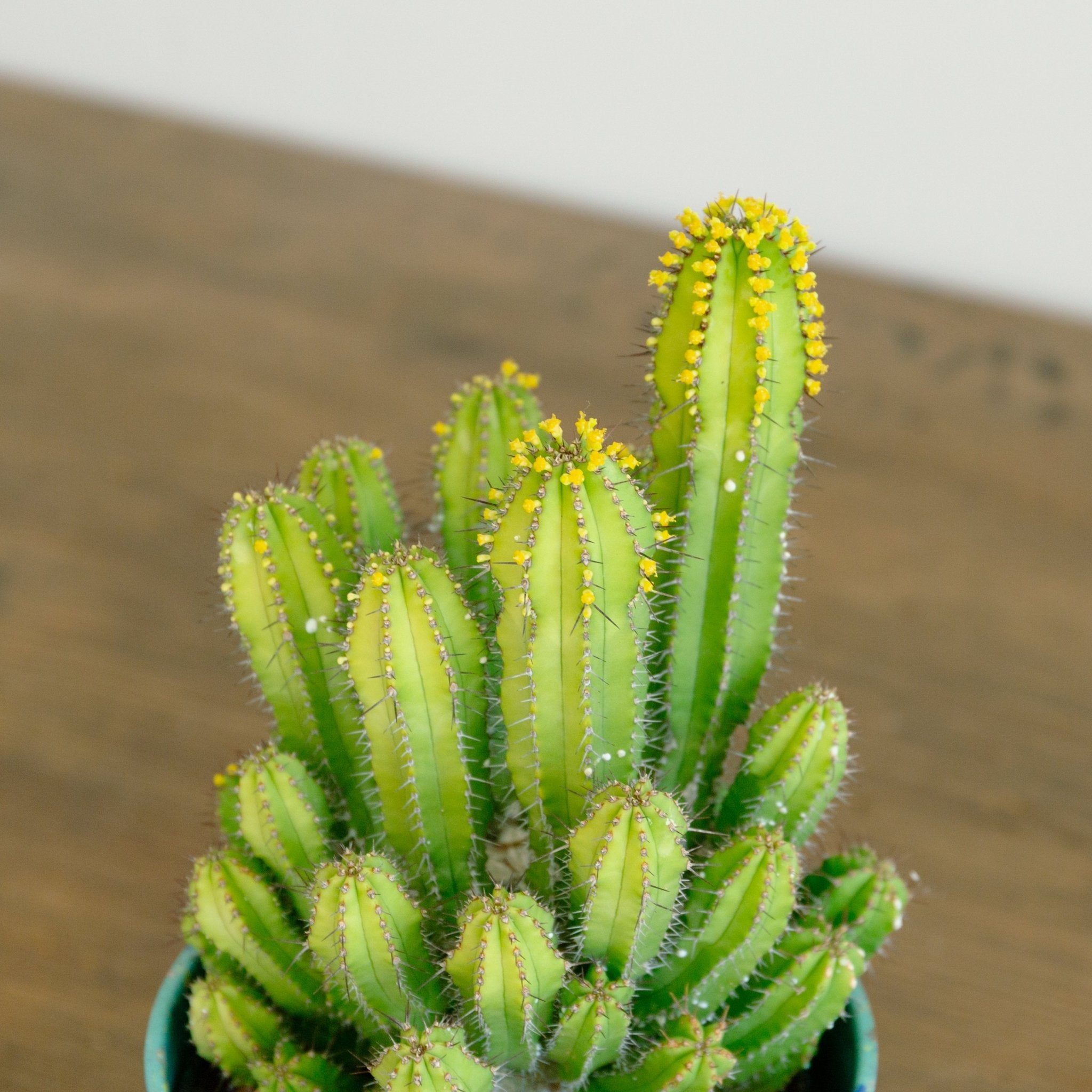 ユーフォルビア スプリングイエロー 4号をオーダーするならFlower&Plants tette │ 「手から手へ、想いを運ぶフラワーショップ」【板橋駅徒歩4分】【熟練フローリスト夫婦が運営】【最短2営業日で発送】【24時間365日注文OK】【ギフトは3300円〜】フラワーギフトを手から手へ、想いを込めたブーケやアレンジメントで大切な人に感謝と愛情を。シーンや用途に合わせて選びやすい豊富な種