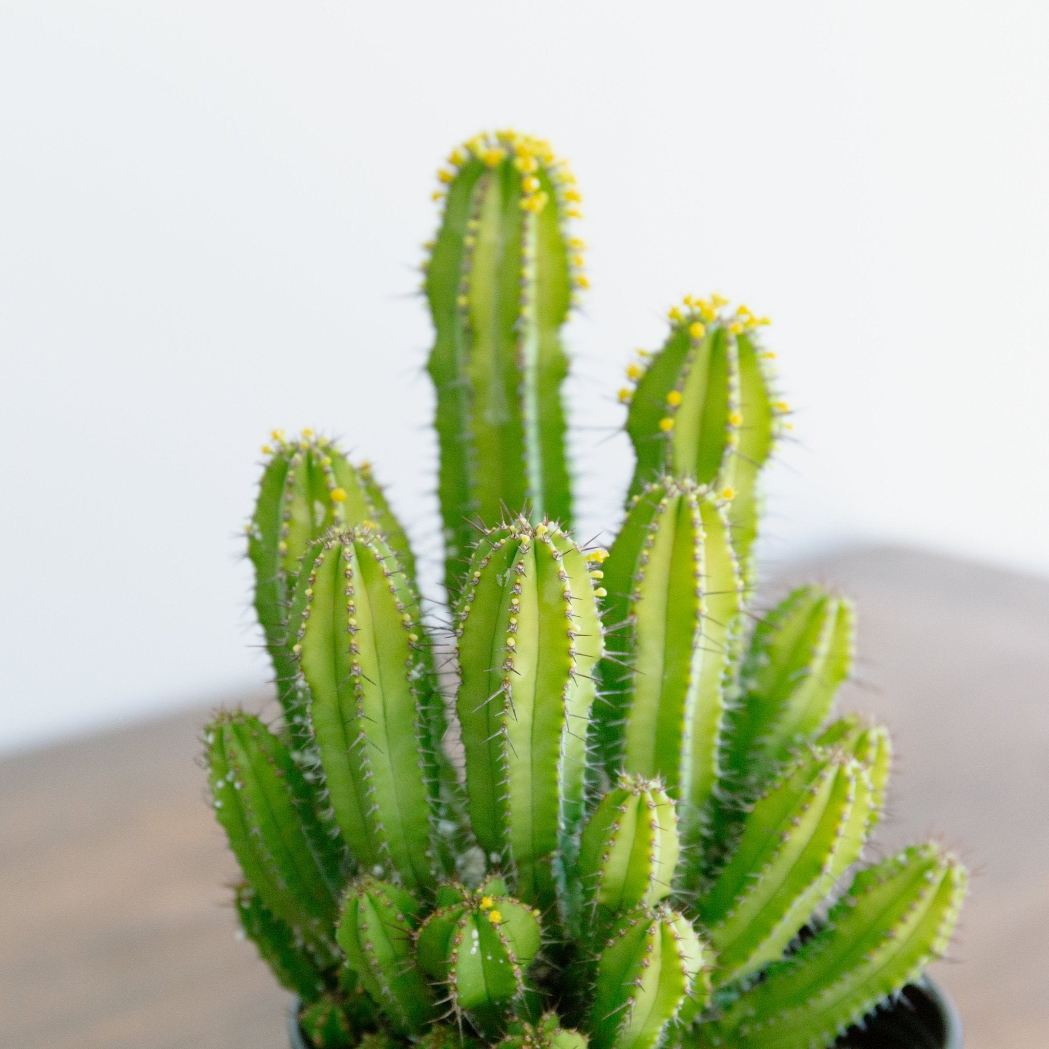 ユーフォルビア スプリングイエロー 4号をオーダーするならFlower&Plants tette │ 「手から手へ、想いを運ぶフラワーショップ」【板橋駅徒歩4分】【熟練フローリスト夫婦が運営】【最短2営業日で発送】【24時間365日注文OK】【ギフトは3300円〜】フラワーギフトを手から手へ、想いを込めたブーケやアレンジメントで大切な人に感謝と愛情を。シーンや用途に合わせて選びやすい豊富な種