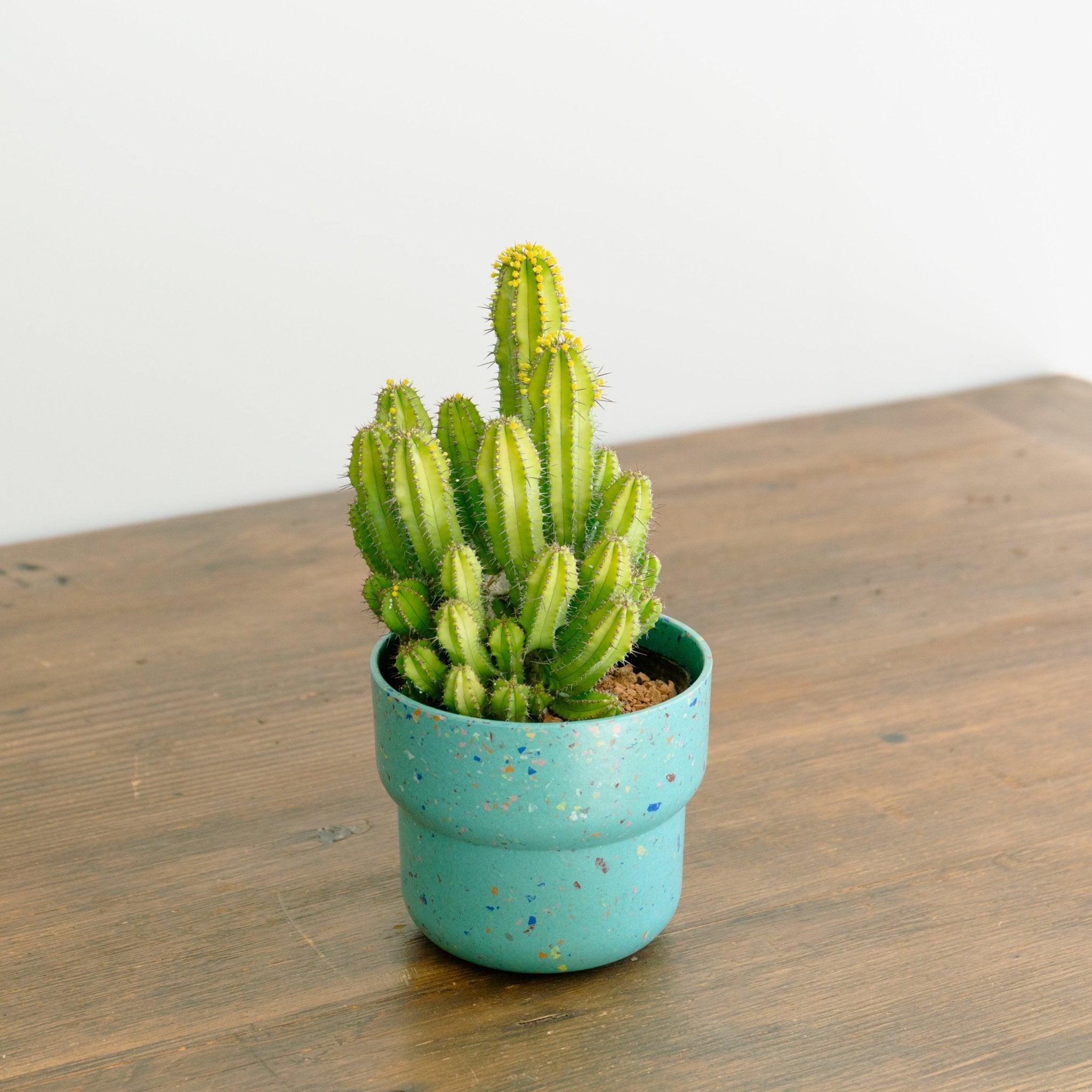 ユーフォルビア スプリングイエロー 4号をオーダーするならFlower&Plants tette │ 「手から手へ、想いを運ぶフラワーショップ」【板橋駅徒歩4分】【熟練フローリスト夫婦が運営】【最短2営業日で発送】【24時間365日注文OK】【ギフトは3300円〜】フラワーギフトを手から手へ、想いを込めたブーケやアレンジメントで大切な人に感謝と愛情を。シーンや用途に合わせて選びやすい豊富な種