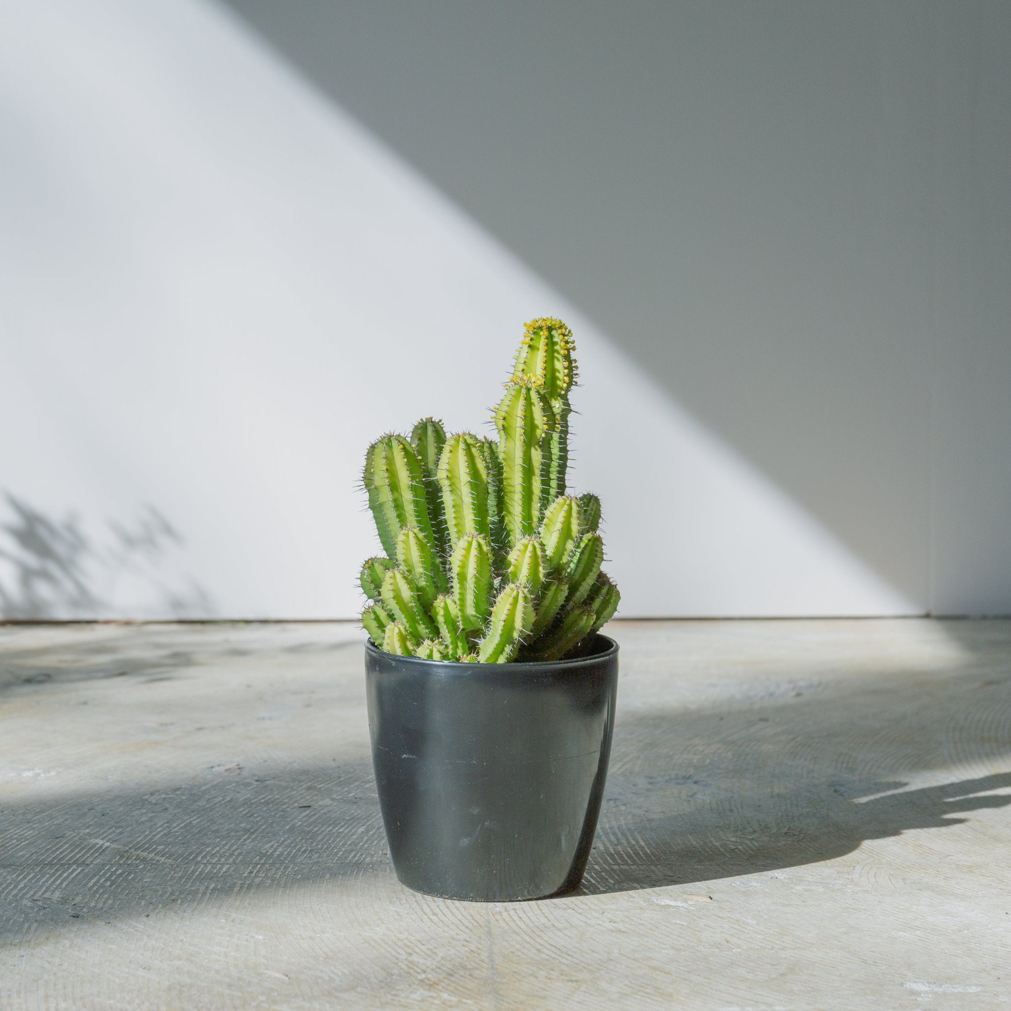 ユーフォルビア スプリングイエロー 4号をオーダーするならFlower&Plants tette │ 「手から手へ、想いを運ぶフラワーショップ」【板橋駅徒歩4分】【熟練フローリスト夫婦が運営】【最短2営業日で発送】【24時間365日注文OK】【ギフトは3300円〜】フラワーギフトを手から手へ、想いを込めたブーケやアレンジメントで大切な人に感謝と愛情を。シーンや用途に合わせて選びやすい豊富な種