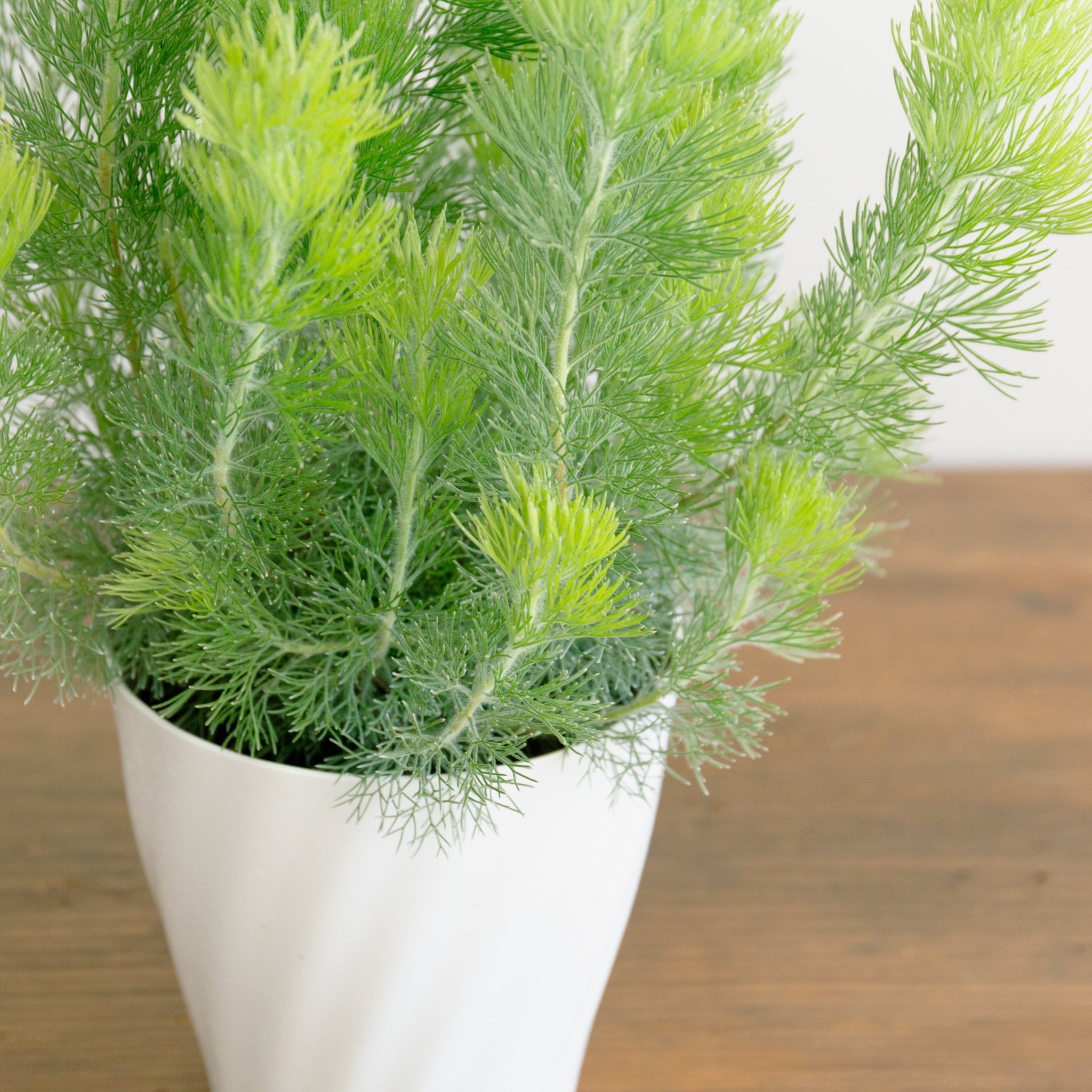 ウーリーブッシュ 5号をオーダーするならFlower&Plants tette │ 「手から手へ、想いを運ぶフラワーショップ」【板橋駅徒歩4分】【熟練フローリスト夫婦が運営】【最短2営業日で発送】【24時間365日注文OK】【ギフトは3300円〜】フラワーギフトを手から手へ、想いを込めたブーケやアレンジメントで大切な人に感謝と愛情を。シーンや用途に合わせて選びやすい豊富な種