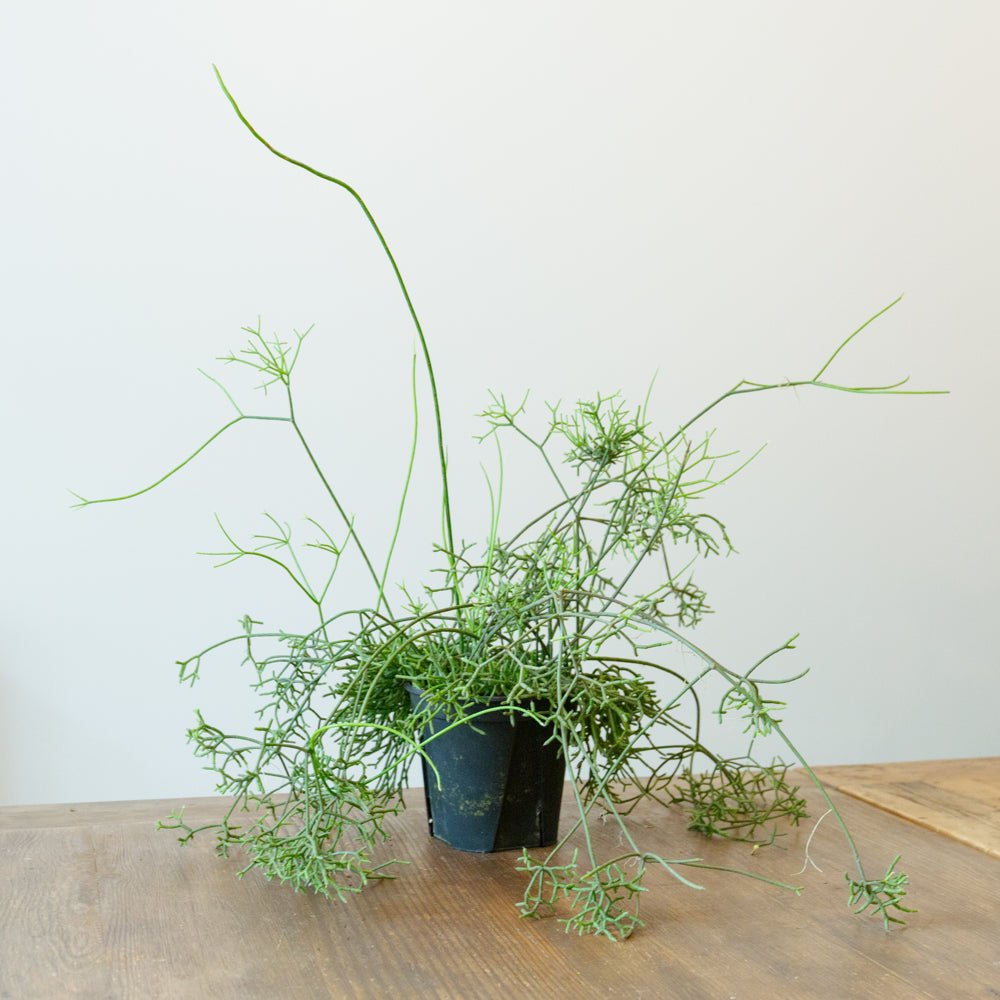 リプサリス 5号をオーダーするならFlower&Plants tette │ 「手から手へ、想いを運ぶフラワーショップ」【板橋駅徒歩4分】【熟練フローリスト夫婦が運営】【最短2営業日で発送】【24時間365日注文OK】【ギフトは3300円〜】フラワーギフトを手から手へ、想いを込めたブーケやアレンジメントで大切な人に感謝と愛情を。シーンや用途に合わせて選びやすい豊富な種