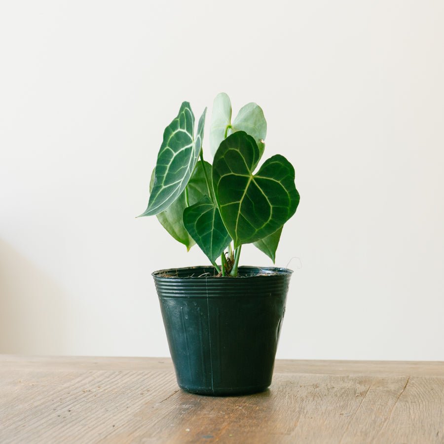 アンスリウム クラリネルビューム 5号をオーダーするならFlower&Plants tette │ 「手から手へ、想いを運ぶフラワーショップ」【板橋駅徒歩4分】【熟練フローリスト夫婦が運営】【最短2営業日で発送】【24時間365日注文OK】【ギフトは3300円〜】フラワーギフトを手から手へ、想いを込めたブーケやアレンジメントで大切な人に感謝と愛情を。シーンや用途に合わせて選びやすい豊富な種