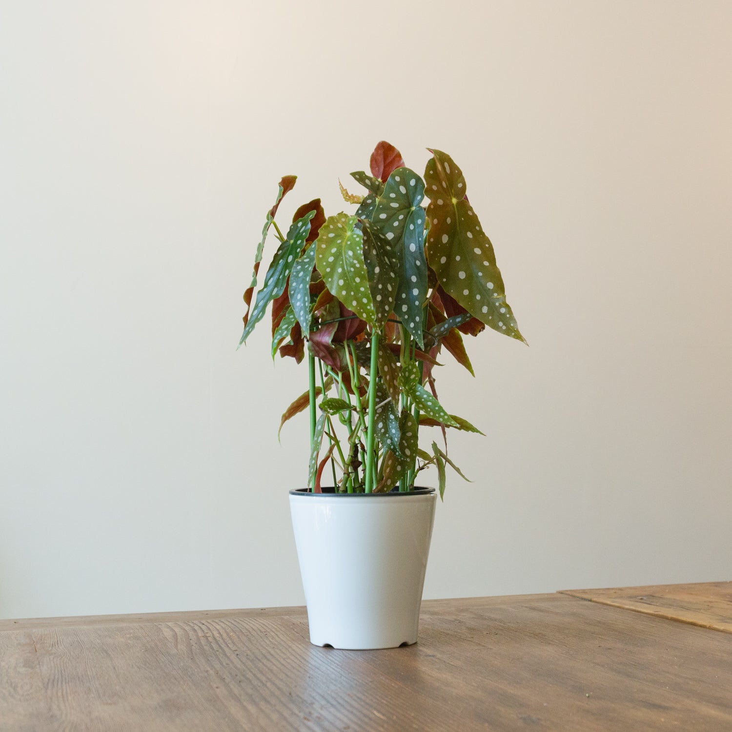 ベゴニア・マクラータ 5号をオーダーするならFlower&Plants tette │ 「手から手へ、想いを運ぶフラワーショップ」【板橋駅徒歩4分】【熟練フローリスト夫婦が運営】【最短2営業日で発送】【24時間365日注文OK】【ギフトは3300円〜】フラワーギフトを手から手へ、想いを込めたブーケやアレンジメントで大切な人に感謝と愛情を。シーンや用途に合わせて選びやすい豊富な種