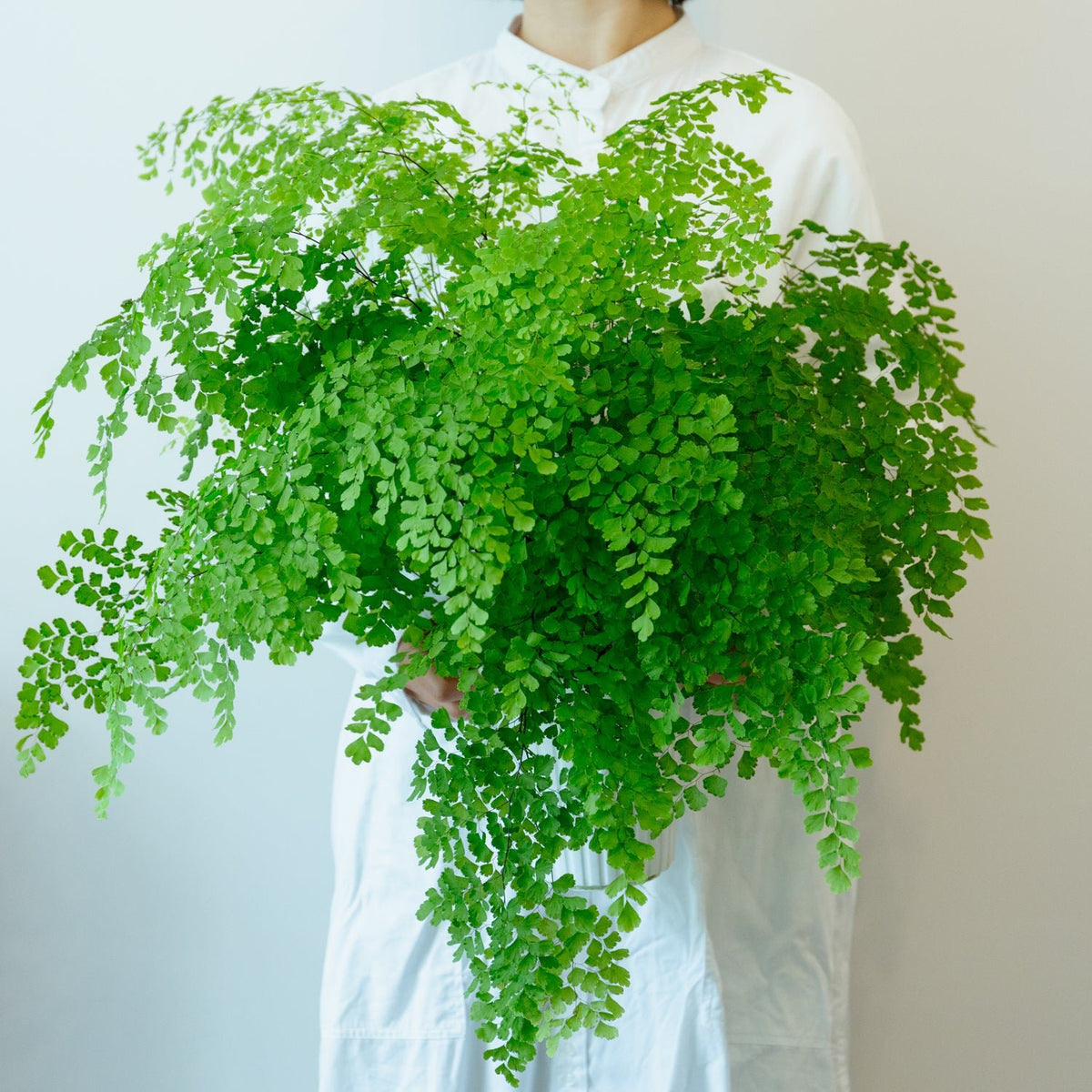 アジアンタム5号をオーダーするならFlower&Plants tette │ 「手から手へ、想いを運ぶフラワーショップ」【板橋駅徒歩4分】【熟練フローリスト夫婦が運営】【最短2営業日で発送】【24時間365日注文OK】【ギフトは3300円〜】フラワーギフトを手から手へ、想いを込めたブーケやアレンジメントで大切な人に感謝と愛情を。シーンや用途に合わせて選びやすい豊富な種