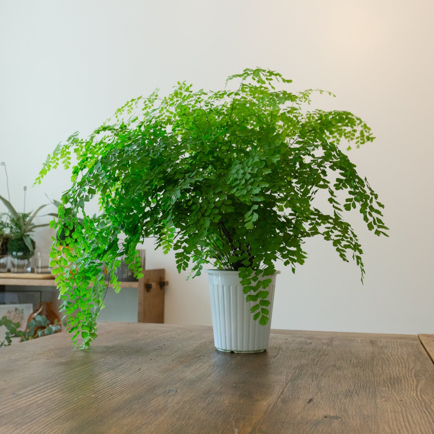 アジアンタム5号をオーダーするならFlower&Plants tette │ 「手から手へ、想いを運ぶフラワーショップ」【板橋駅徒歩4分】【熟練フローリスト夫婦が運営】【最短2営業日で発送】【24時間365日注文OK】【ギフトは3300円〜】フラワーギフトを手から手へ、想いを込めたブーケやアレンジメントで大切な人に感謝と愛情を。シーンや用途に合わせて選びやすい豊富な種