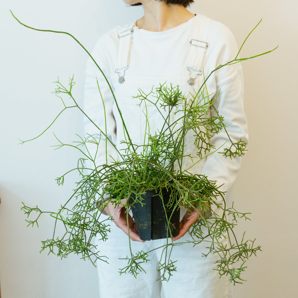 リプサリス 5号をオーダーするならFlower&Plants tette │ 「手から手へ、想いを運ぶフラワーショップ」【板橋駅徒歩4分】【熟練フローリスト夫婦が運営】【最短2営業日で発送】【24時間365日注文OK】【ギフトは3300円〜】フラワーギフトを手から手へ、想いを込めたブーケやアレンジメントで大切な人に感謝と愛情を。シーンや用途に合わせて選びやすい豊富な種