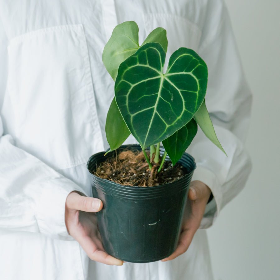 アンスリウム クラリネルビューム 5号をオーダーするならFlower&Plants tette │ 「手から手へ、想いを運ぶフラワーショップ」【板橋駅徒歩4分】【熟練フローリスト夫婦が運営】【最短2営業日で発送】【24時間365日注文OK】【ギフトは3300円〜】フラワーギフトを手から手へ、想いを込めたブーケやアレンジメントで大切な人に感謝と愛情を。シーンや用途に合わせて選びやすい豊富な種